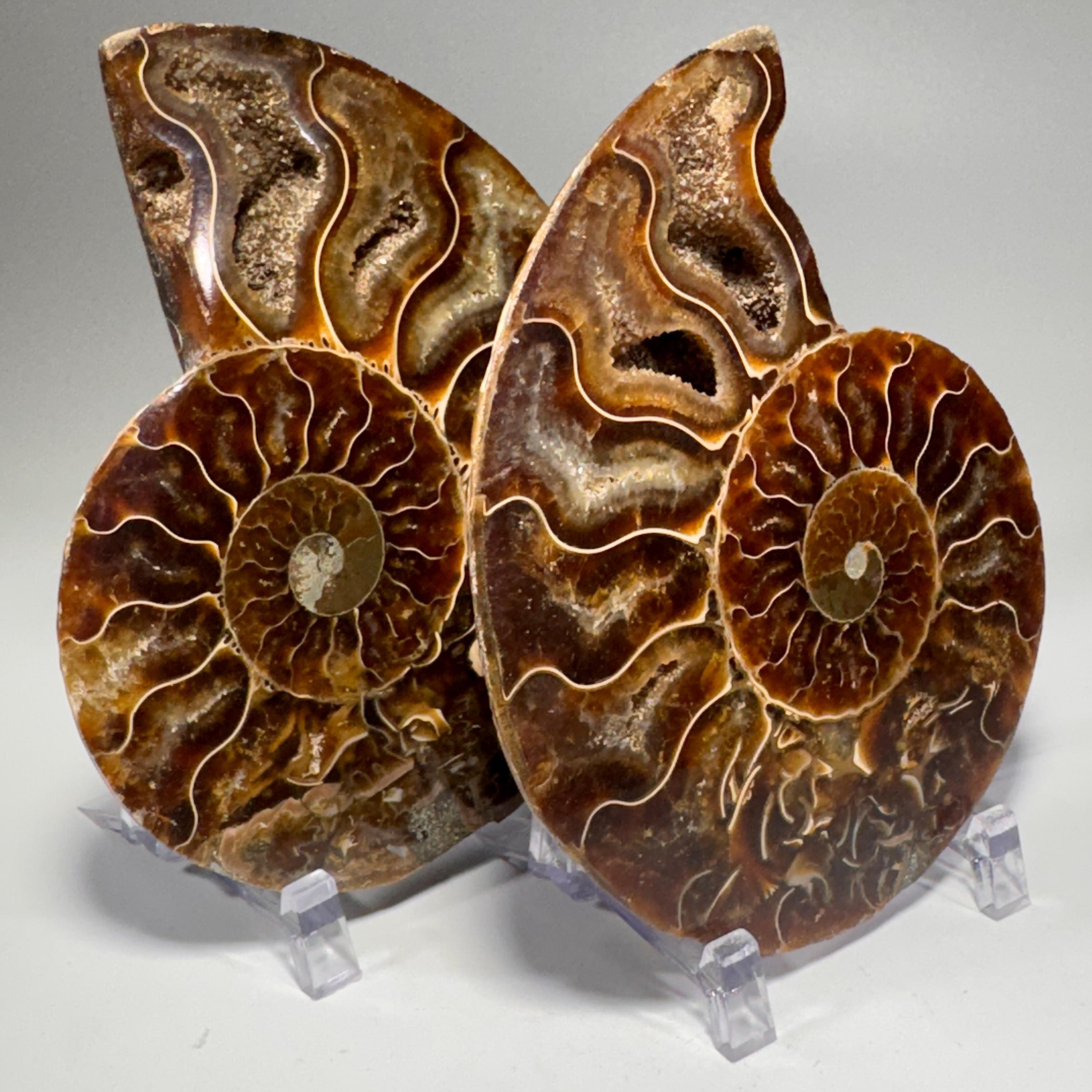[shopname] - Polished Ammonite Fossil Pair: Madagascar Cephalopod Collectable, rock decor
