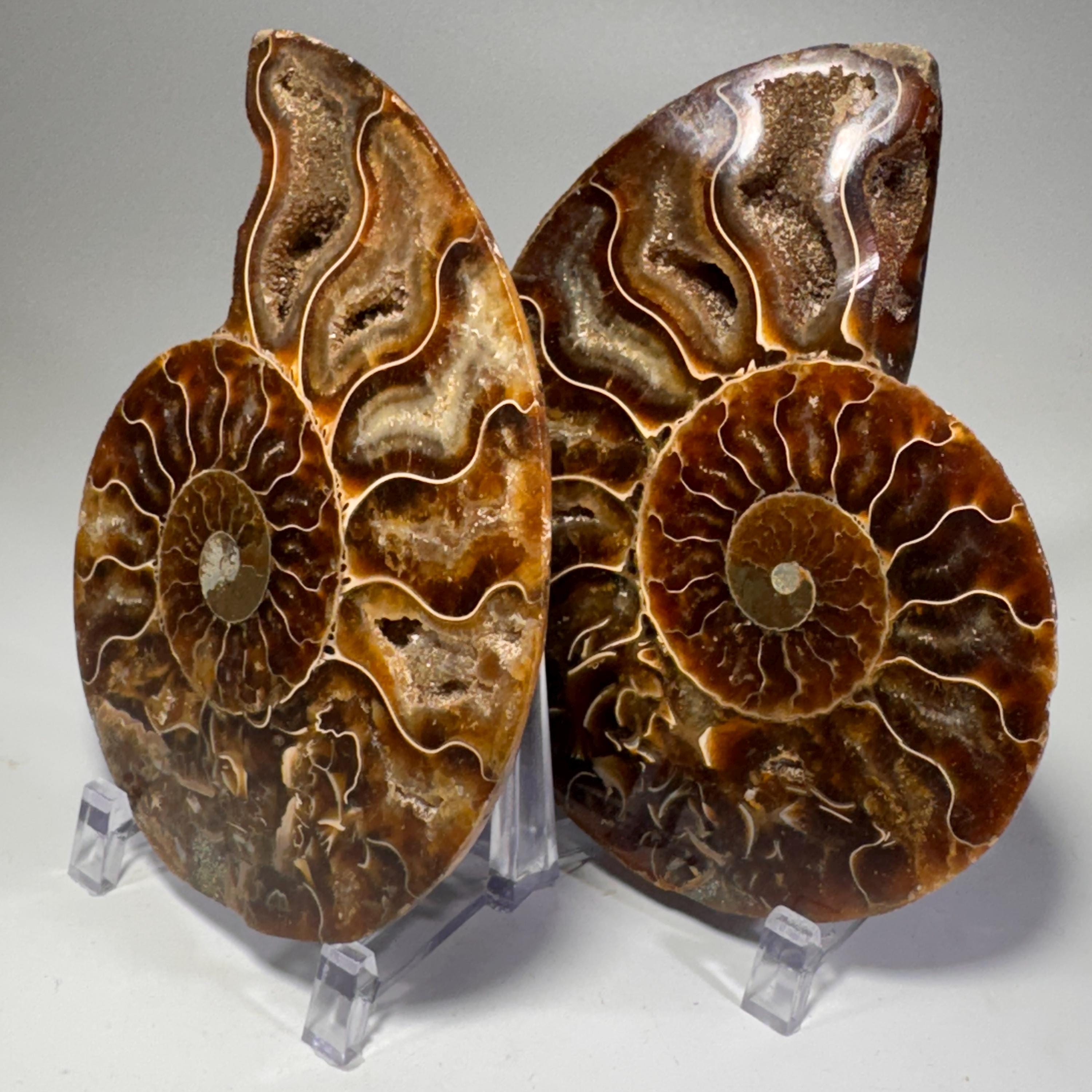 [shopname] - Polished Ammonite Fossil Pair: Madagascar Cephalopod Collectable, rock decor