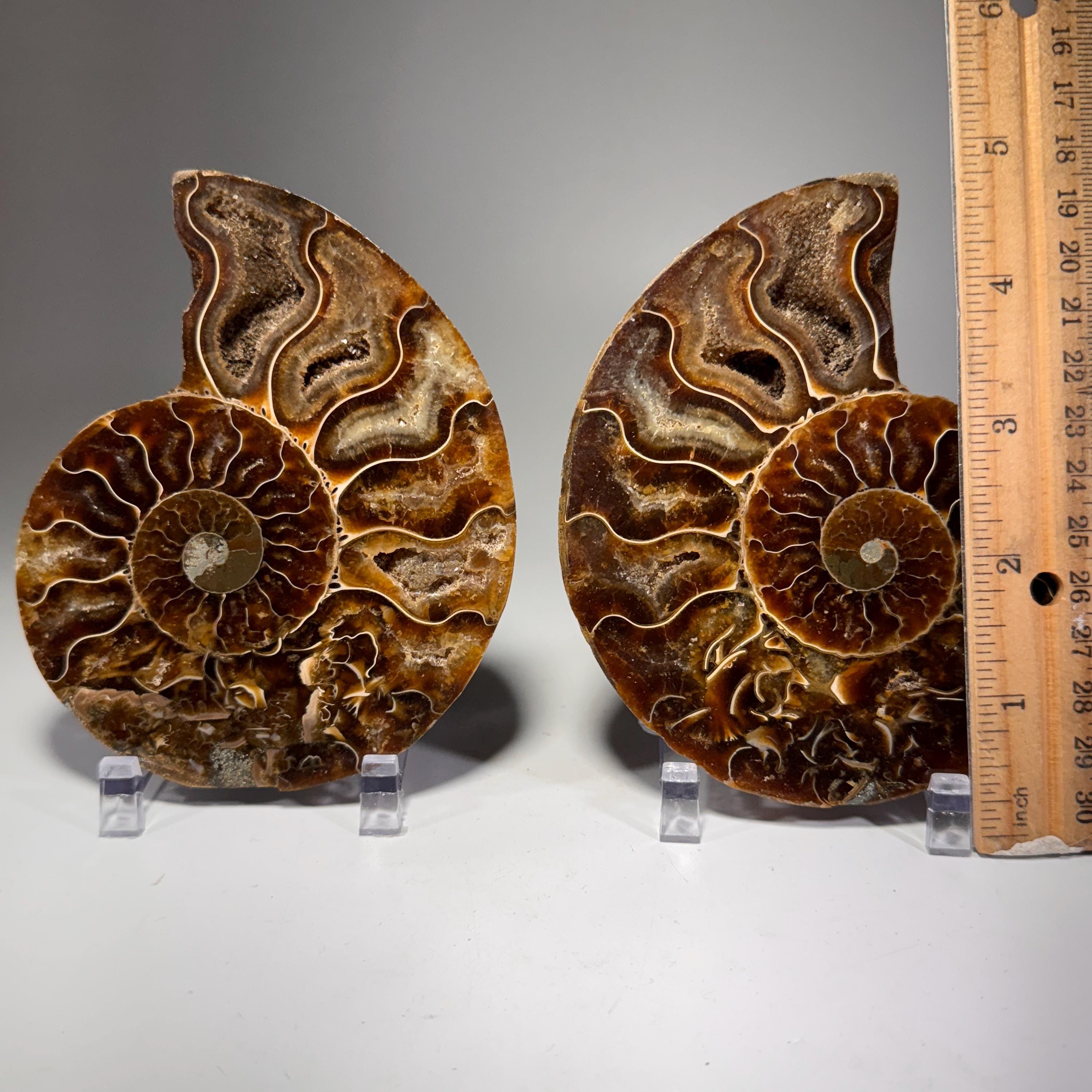 [shopname] - Polished Ammonite Fossil Pair: Madagascar Cephalopod Collectable, rock decor