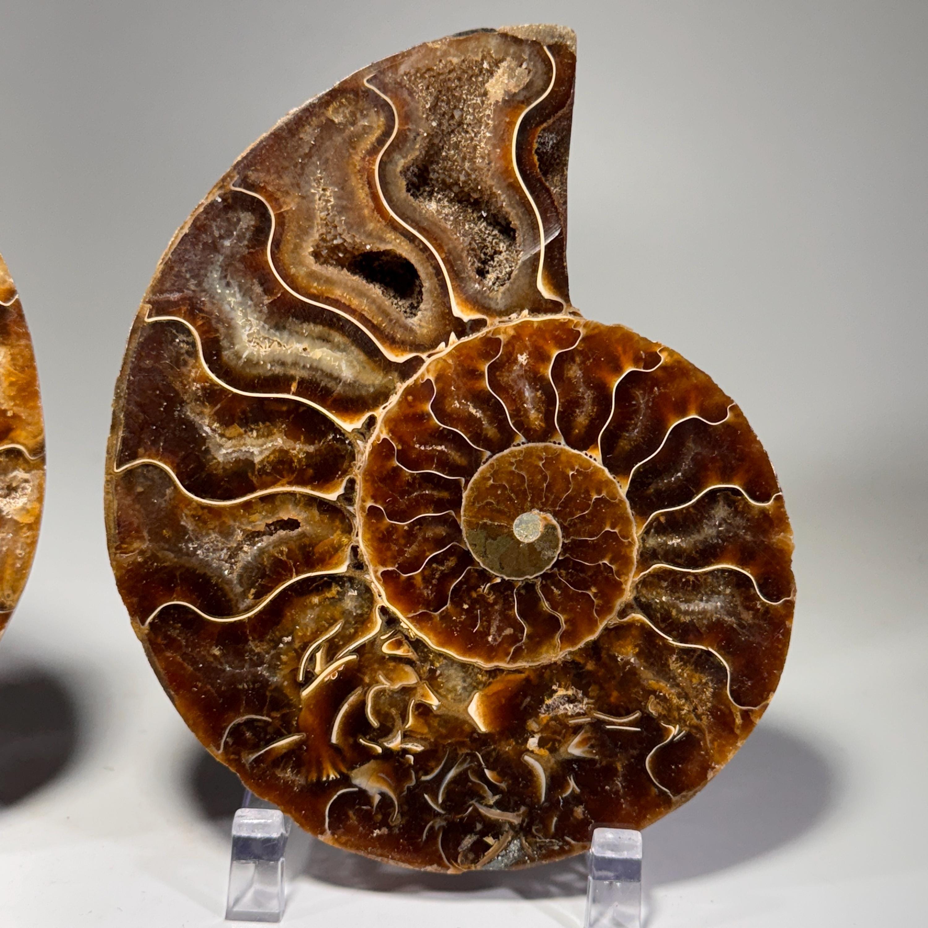 [shopname] - Polished Ammonite Fossil Pair: Madagascar Cephalopod Collectable, rock decor