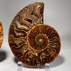 [shopname] - Polished Ammonite Fossil Pair: Madagascar Cephalopod Collectable, rock decor