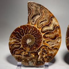 [shopname] - Polished Ammonite Fossil Pair: Madagascar Cephalopod Collectable, rock decor