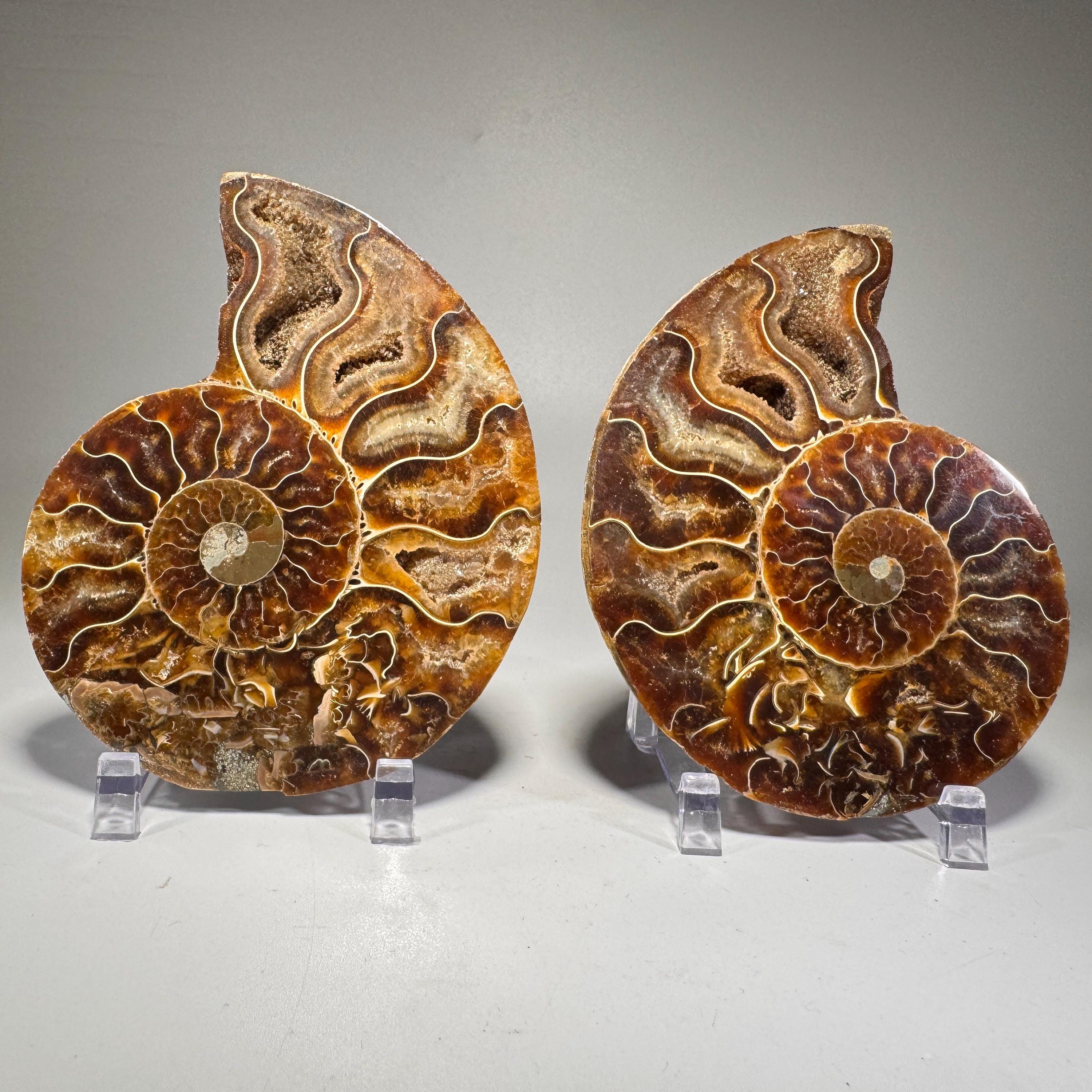 [shopname] - Polished Ammonite Fossil Pair: Madagascar Cephalopod Collectable, rock decor