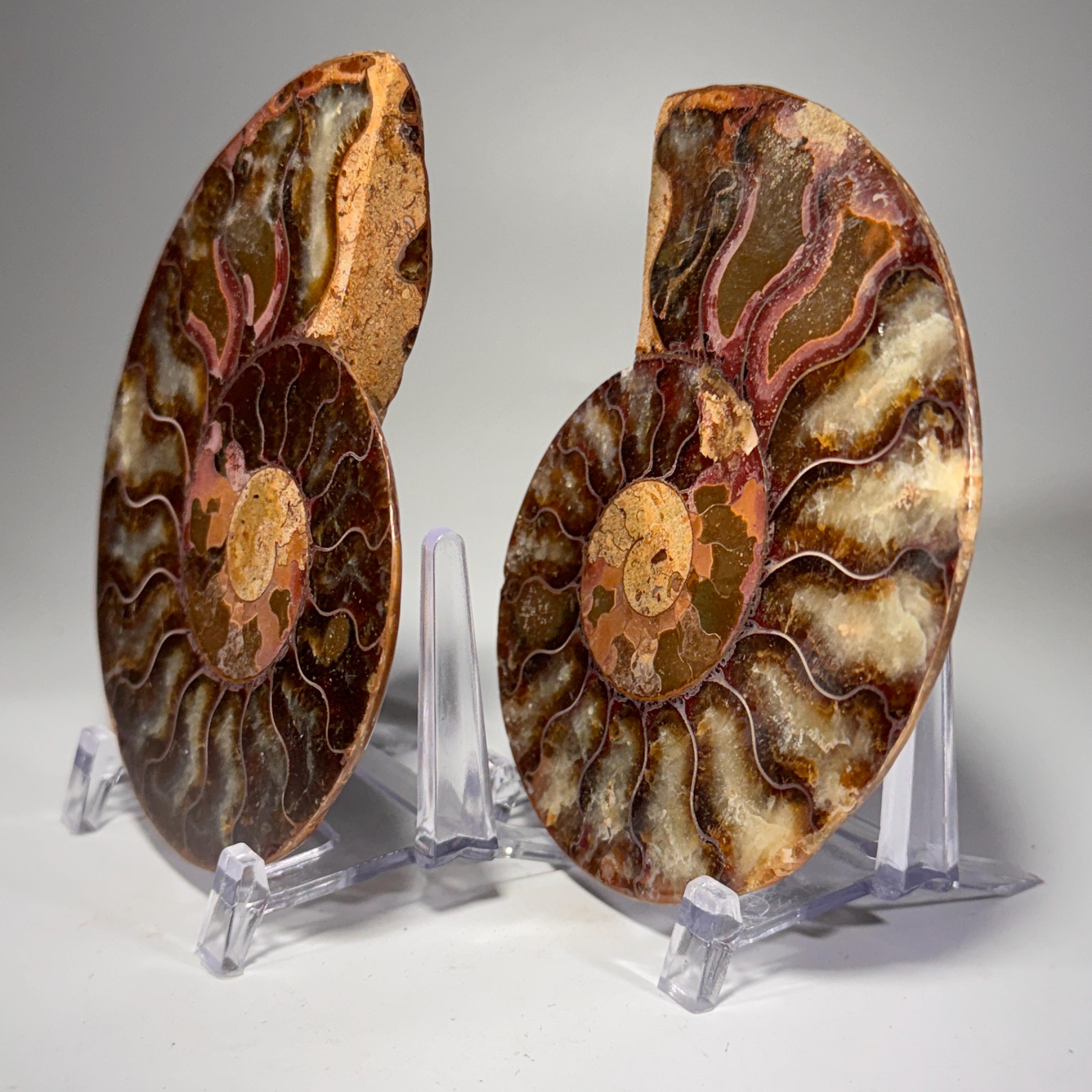 [shopname] - Ammonite fossil pair | fossil nautilus, fossil cephalopod, fossil collectable, Madagascar specimen, polished ammonite, rock fossil collector, rock decor