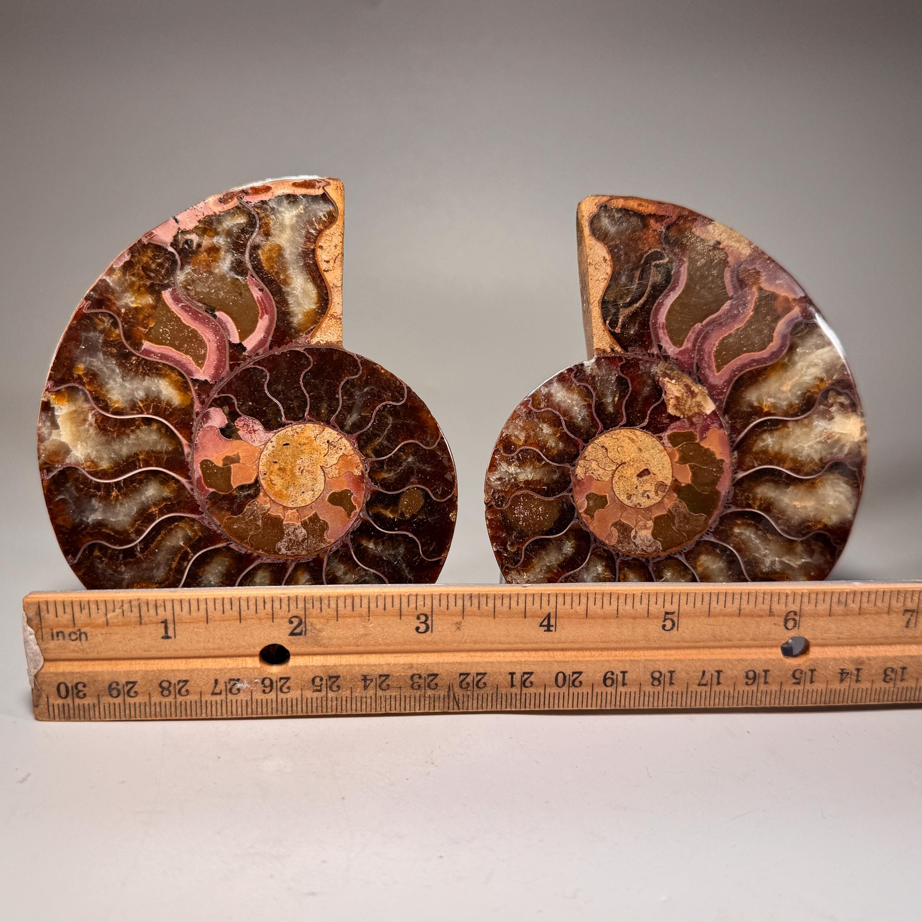 [shopname] - Ammonite fossil pair | fossil nautilus, fossil cephalopod, fossil collectable, Madagascar specimen, polished ammonite, rock fossil collector, rock decor