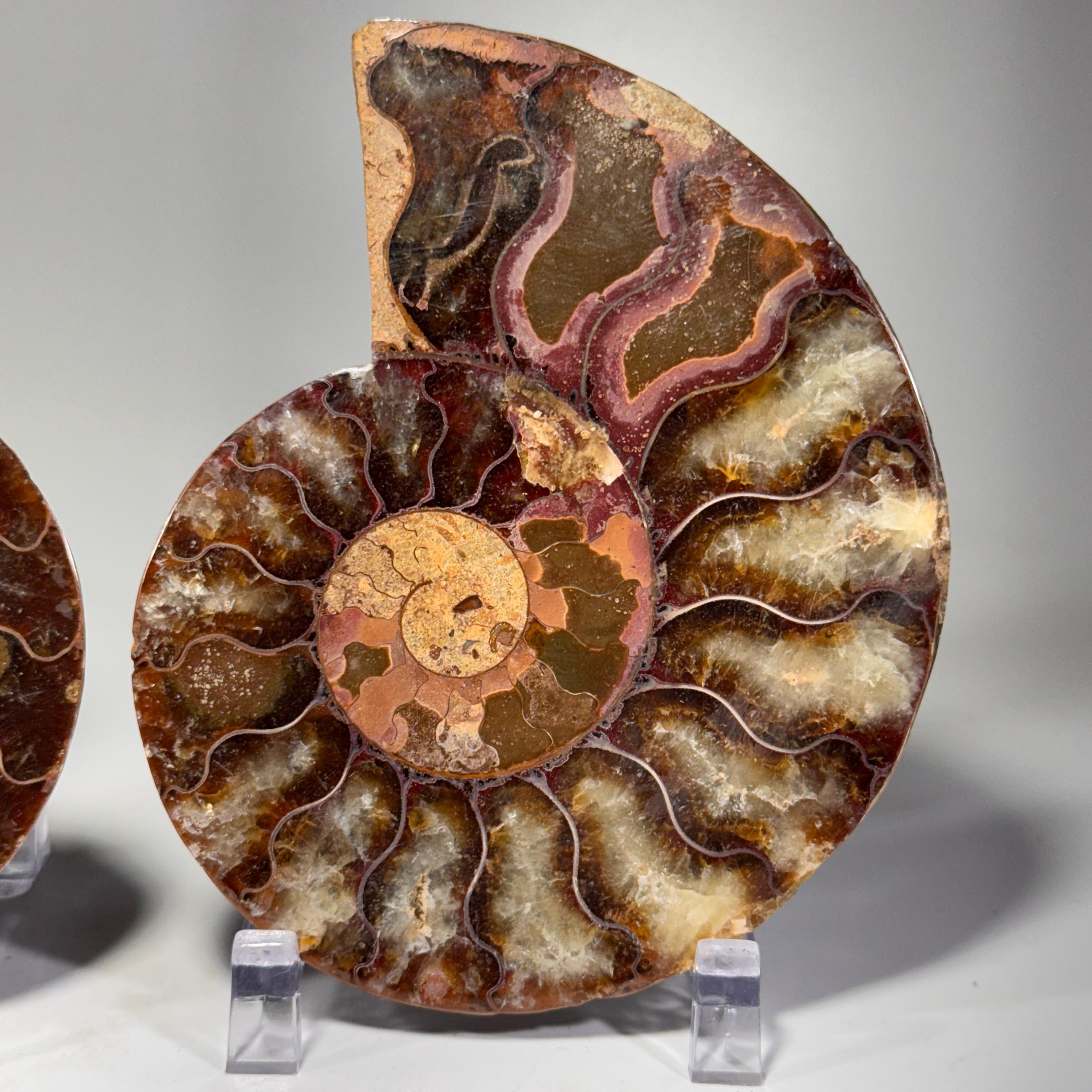 [shopname] - Ammonite fossil pair | fossil nautilus, fossil cephalopod, fossil collectable, Madagascar specimen, polished ammonite, rock fossil collector, rock decor