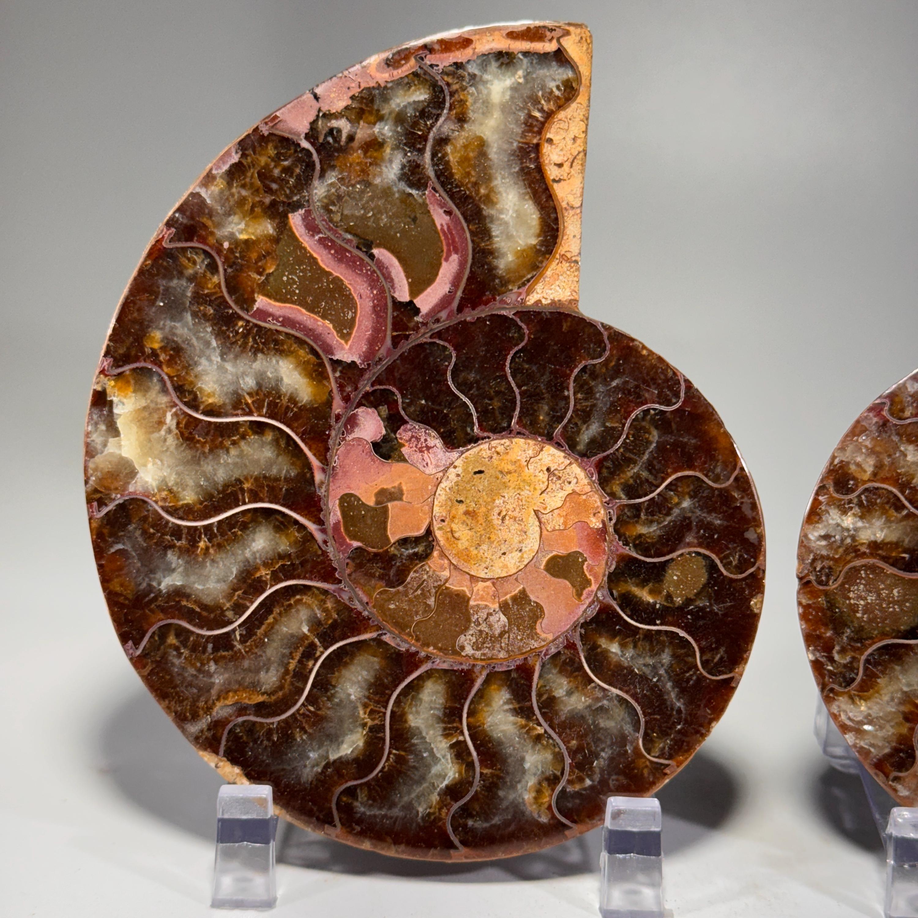 [shopname] - Ammonite fossil pair | fossil nautilus, fossil cephalopod, fossil collectable, Madagascar specimen, polished ammonite, rock fossil collector, rock decor