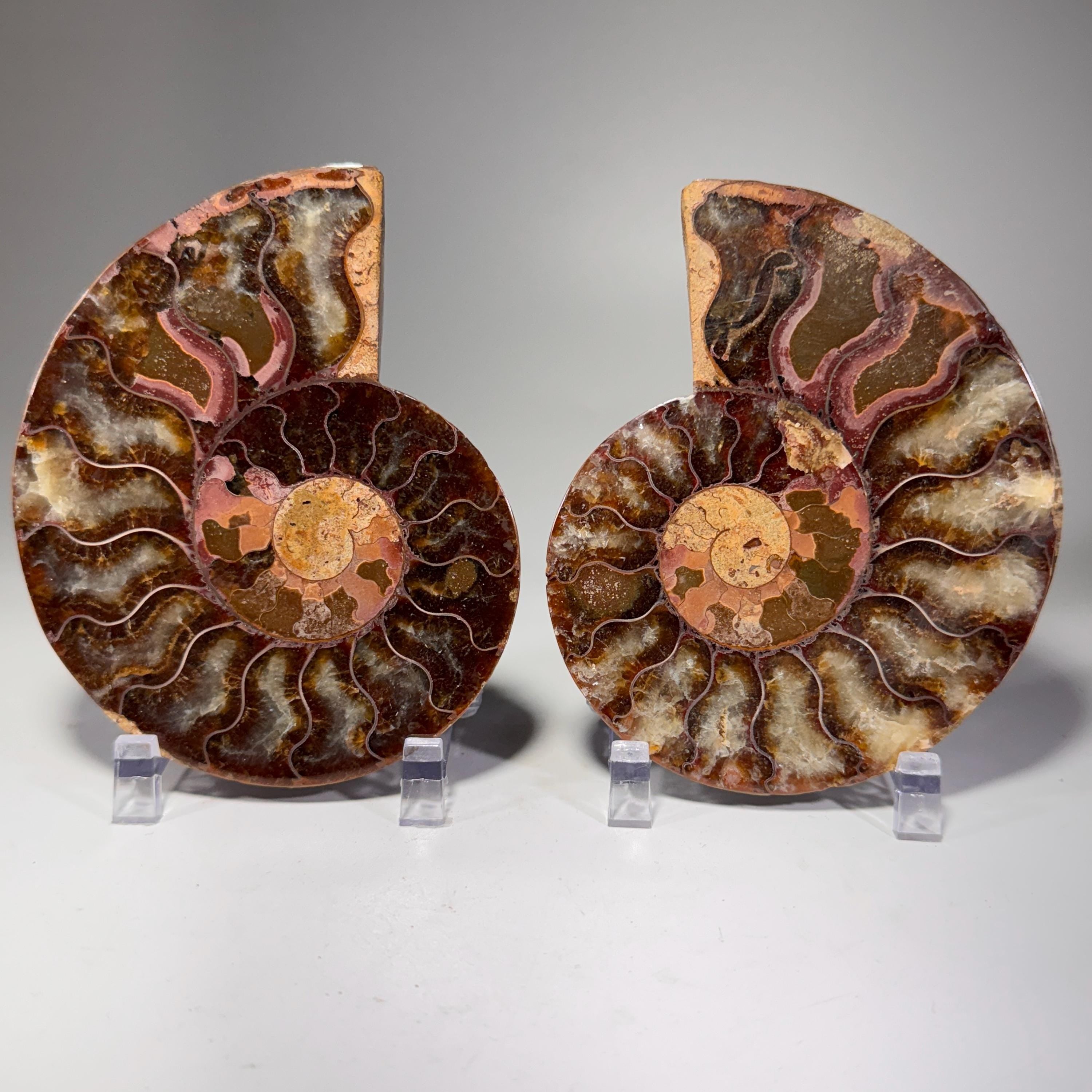 [shopname] - Ammonite fossil pair | fossil nautilus, fossil cephalopod, fossil collectable, Madagascar specimen, polished ammonite, rock fossil collector, rock decor