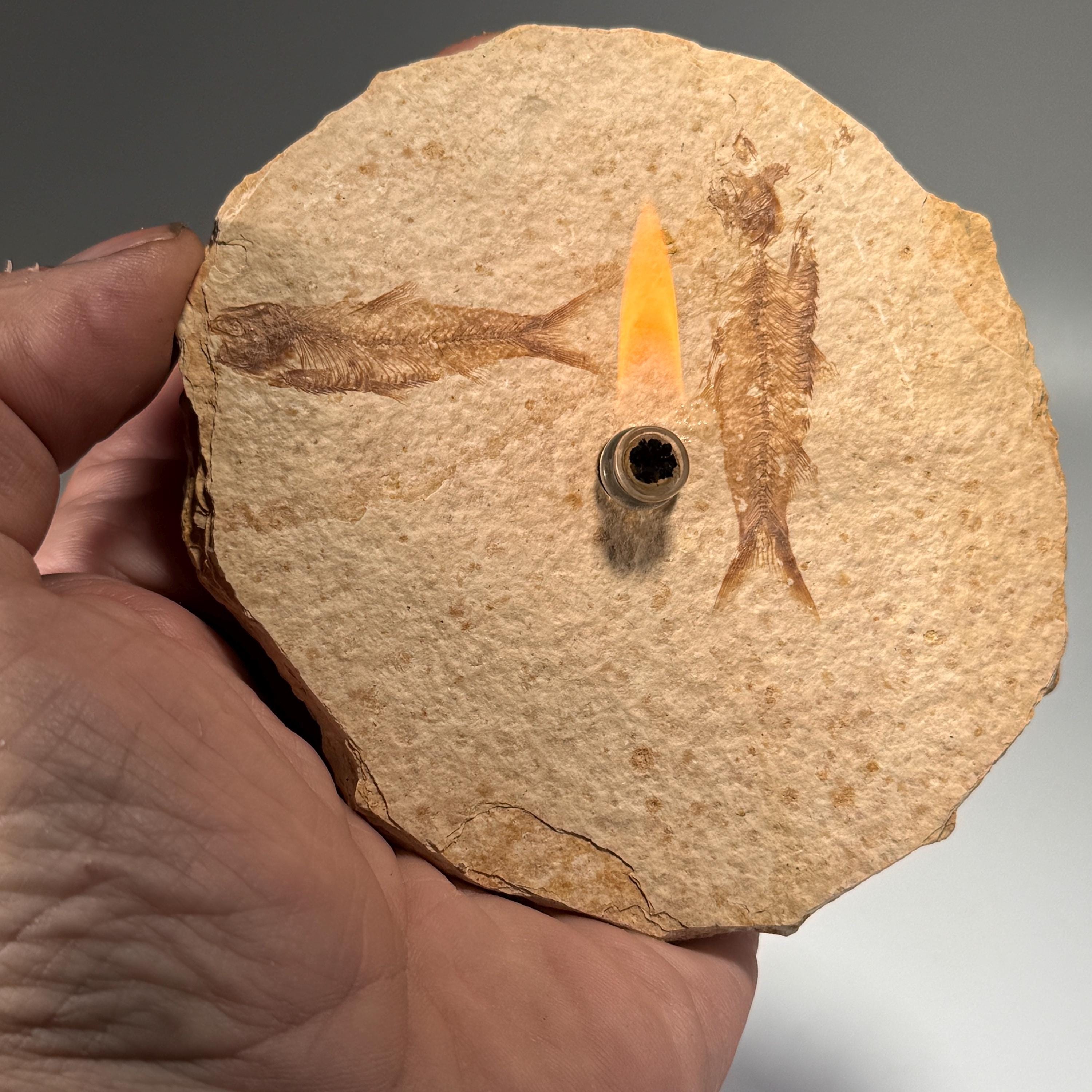 [shopname] - Rock Candle, Wyoming Fish Fossil | Rustic Table Centerpiece,, rock decor