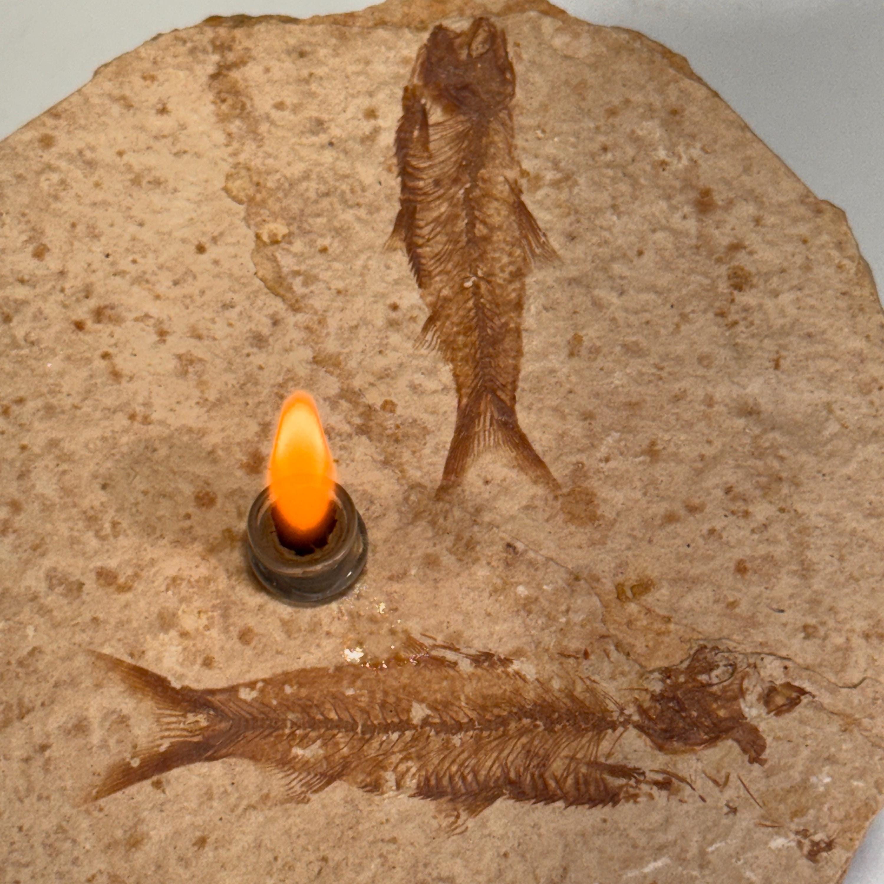 [shopname] - Rock Candle, Wyoming Fish Fossil | Rustic Table Centerpiece,, rock decor