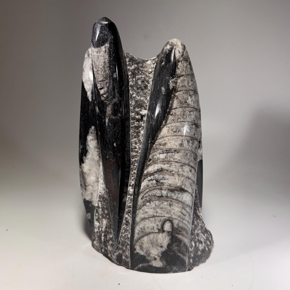 [shopname] - Orthoceras Fossil Tower, rock decor