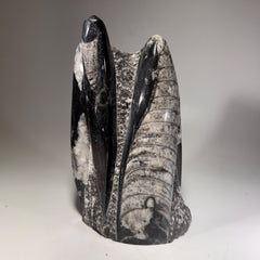 [shopname] - Orthoceras Fossil Tower, rock decor