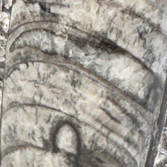 [shopname] - Orthoceras Fossil Tower, rock decor