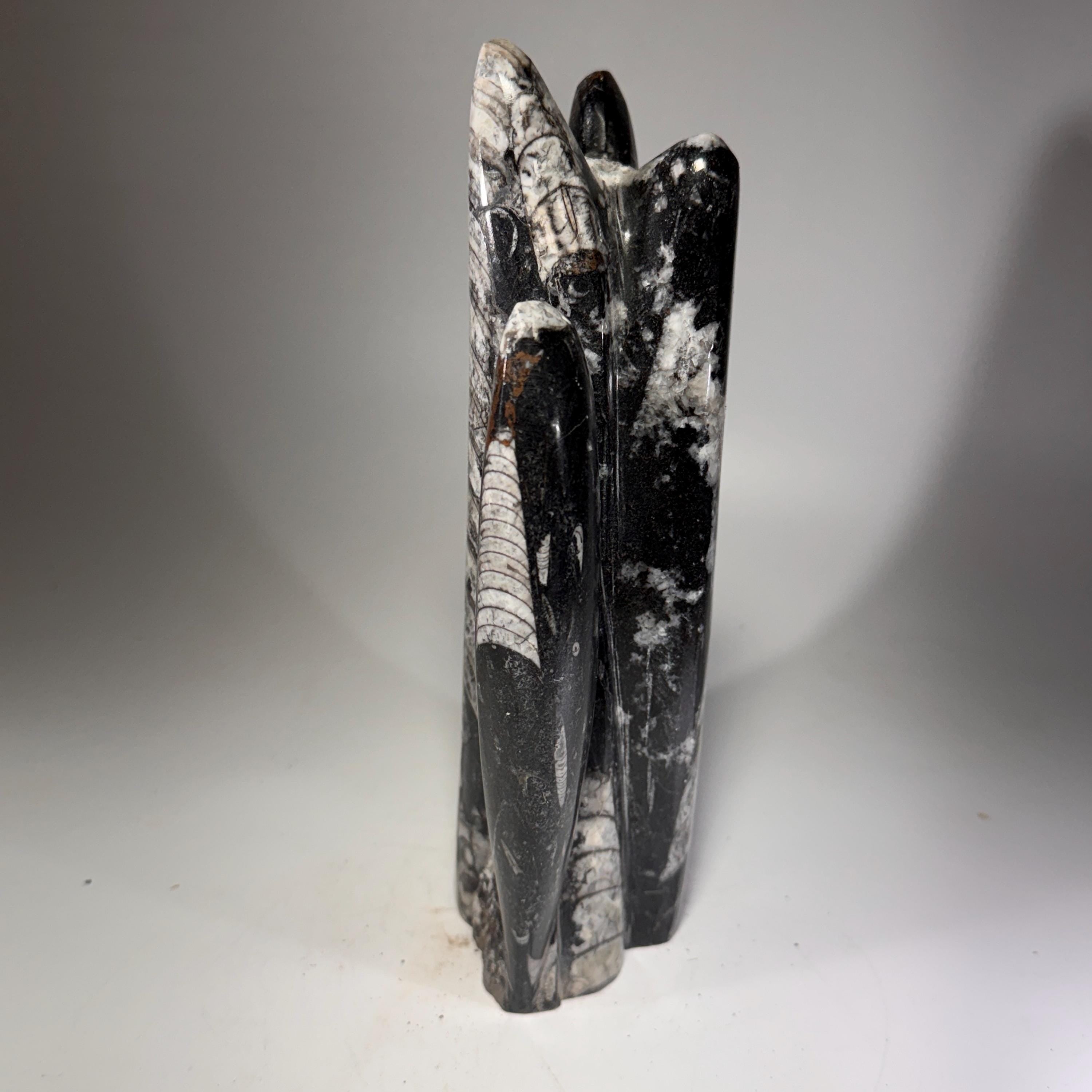[shopname] - Orthoceras Fossil Tower, rock decor