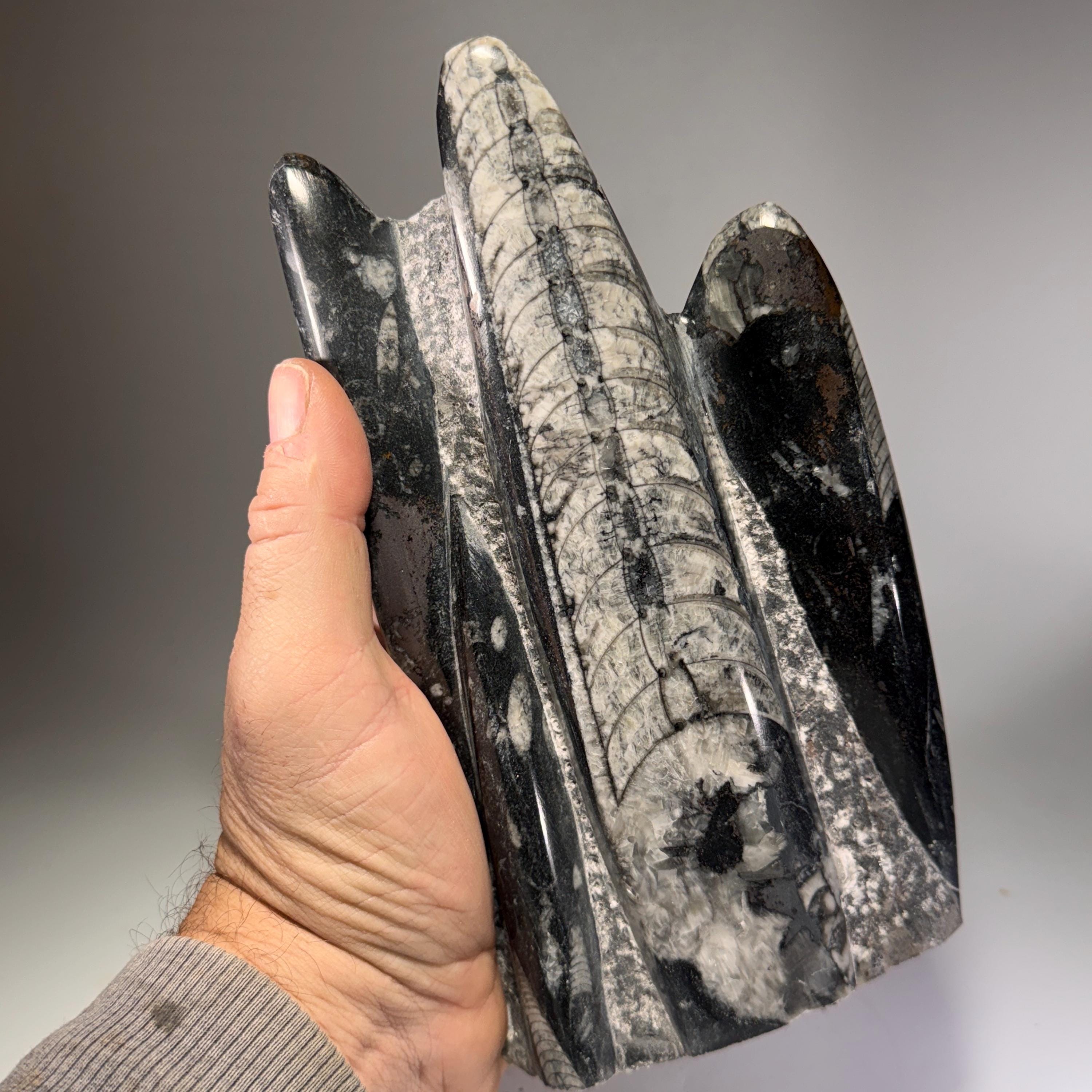 [shopname] - Orthoceras Fossil Tower, rock decor