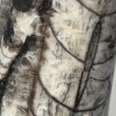 [shopname] - Orthoceras Fossil Tower, rock decor