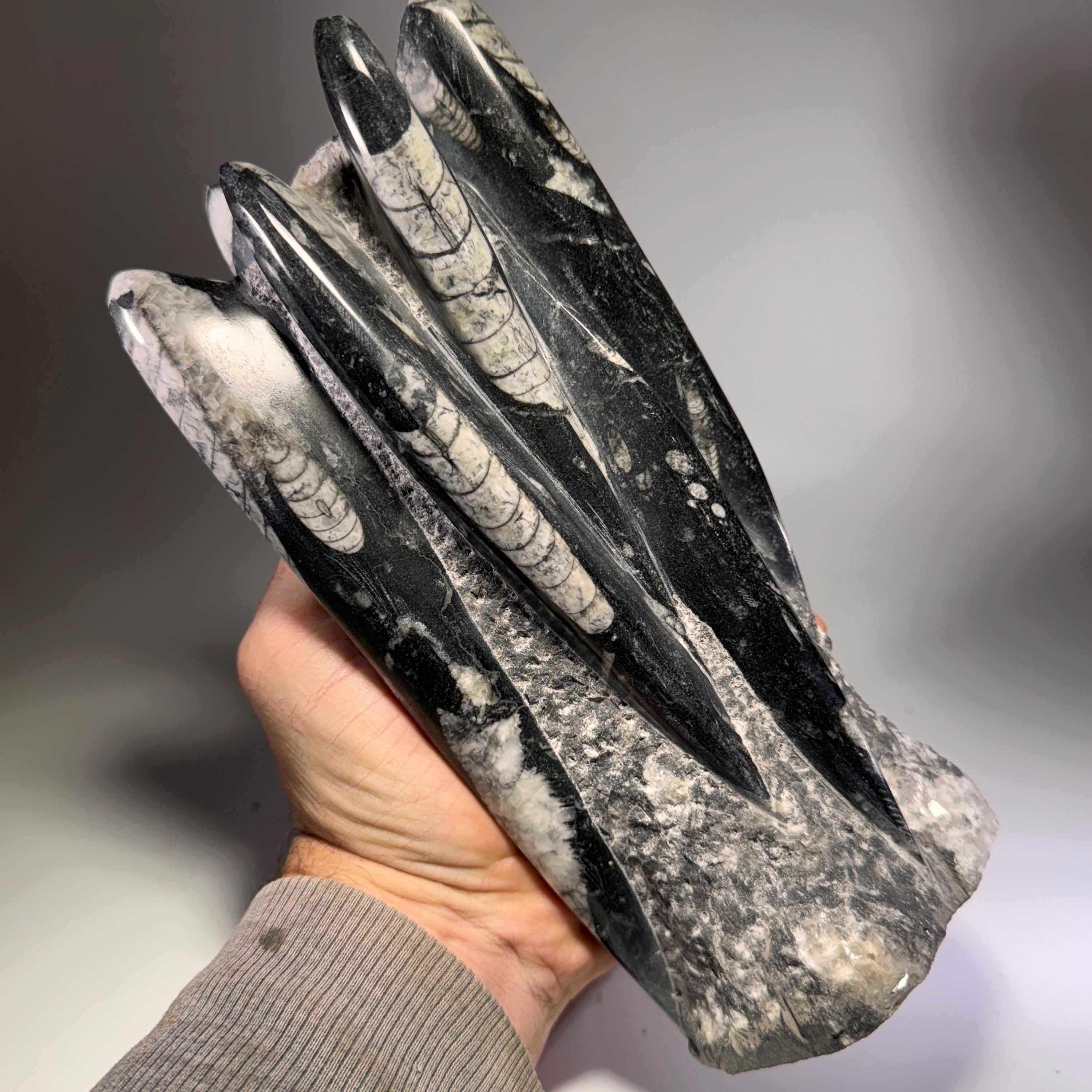 [shopname] - Orthoceras Fossil Tower, rock decor