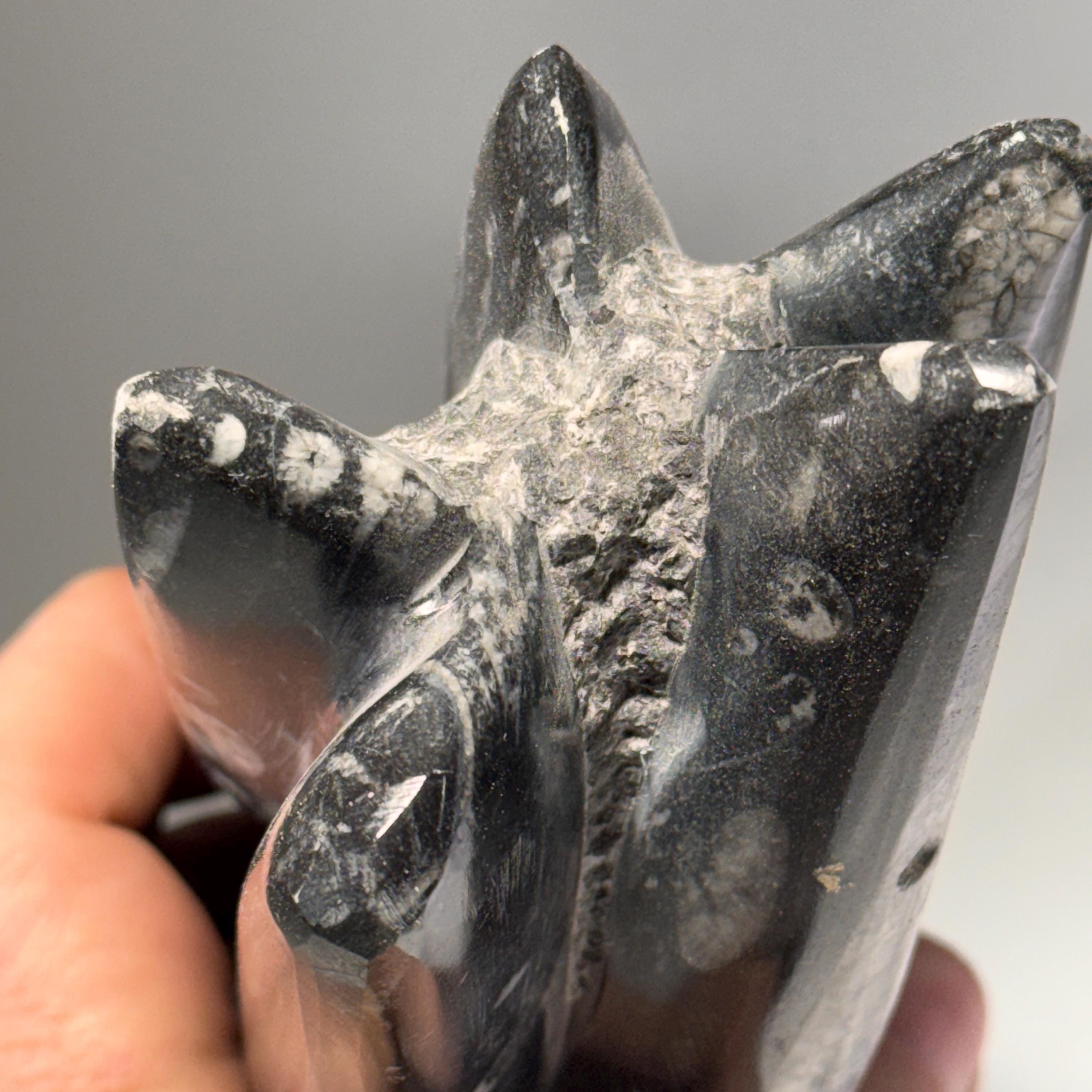 [shopname] - Orthoceras Fossil Tower, rock decor