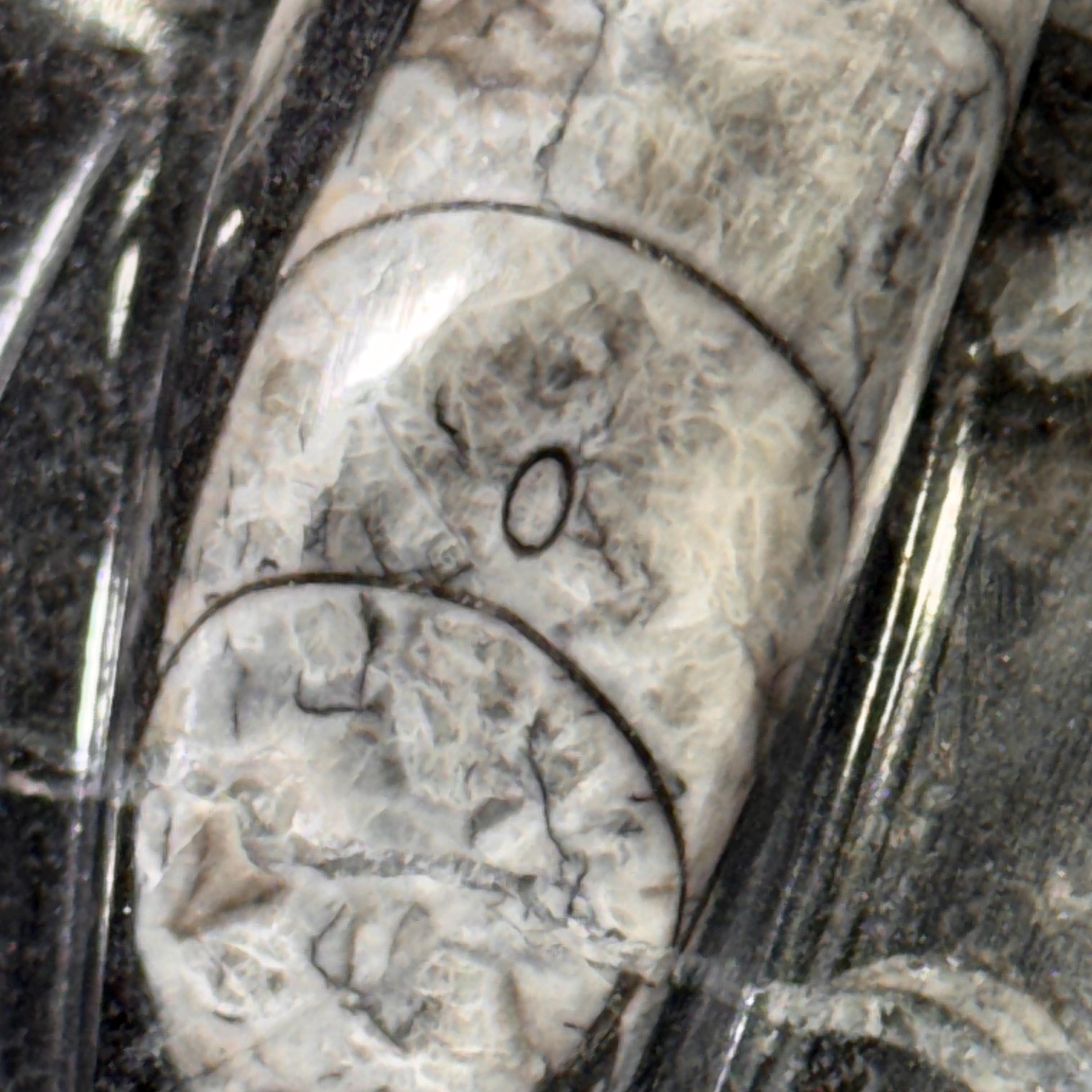 [shopname] - Orthoceras Fossil Tower, rock decor