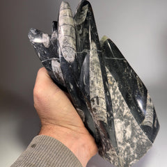[shopname] - Orthoceras Fossil Tower, rock decor