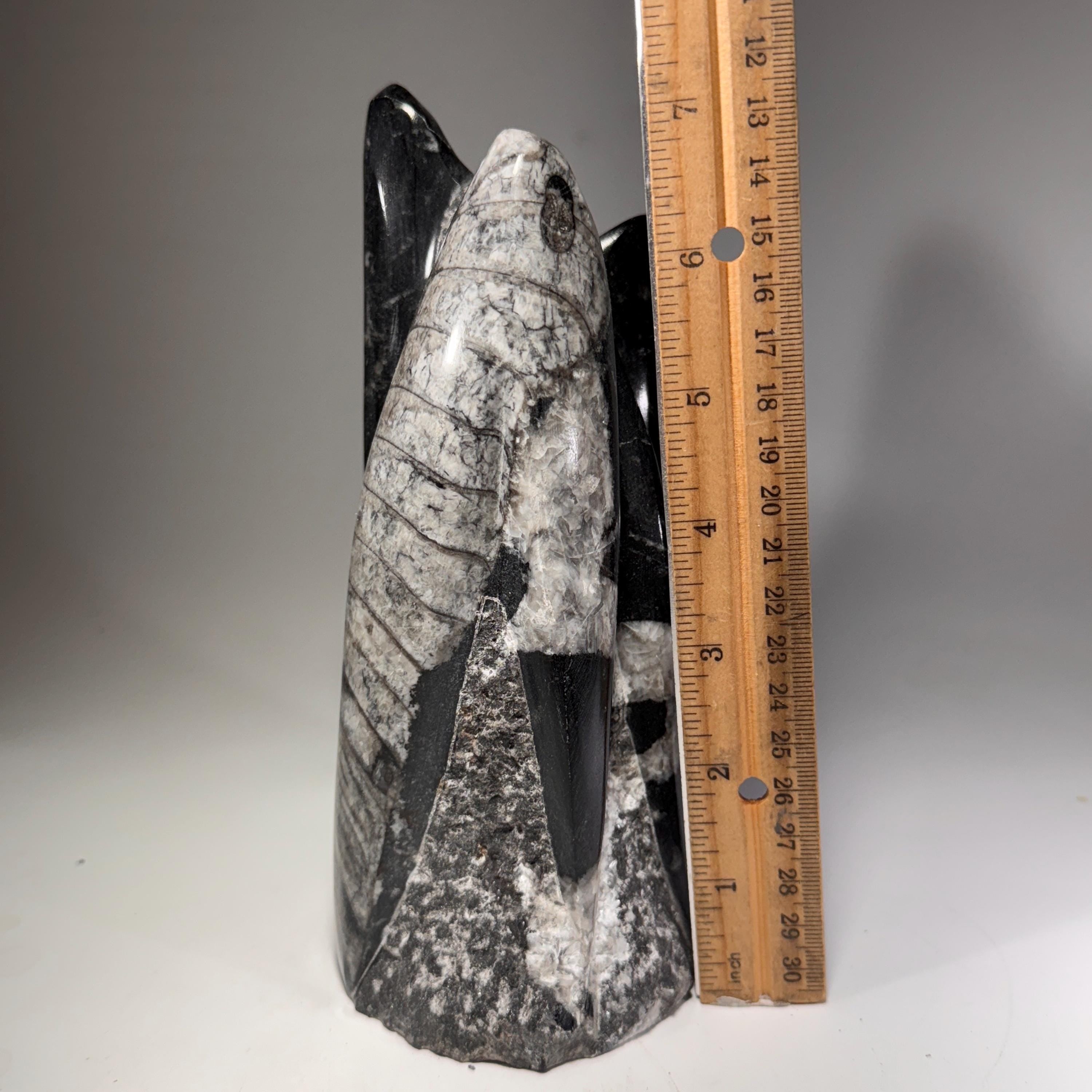 [shopname] - Orthoceras Fossil Tower, rock decor