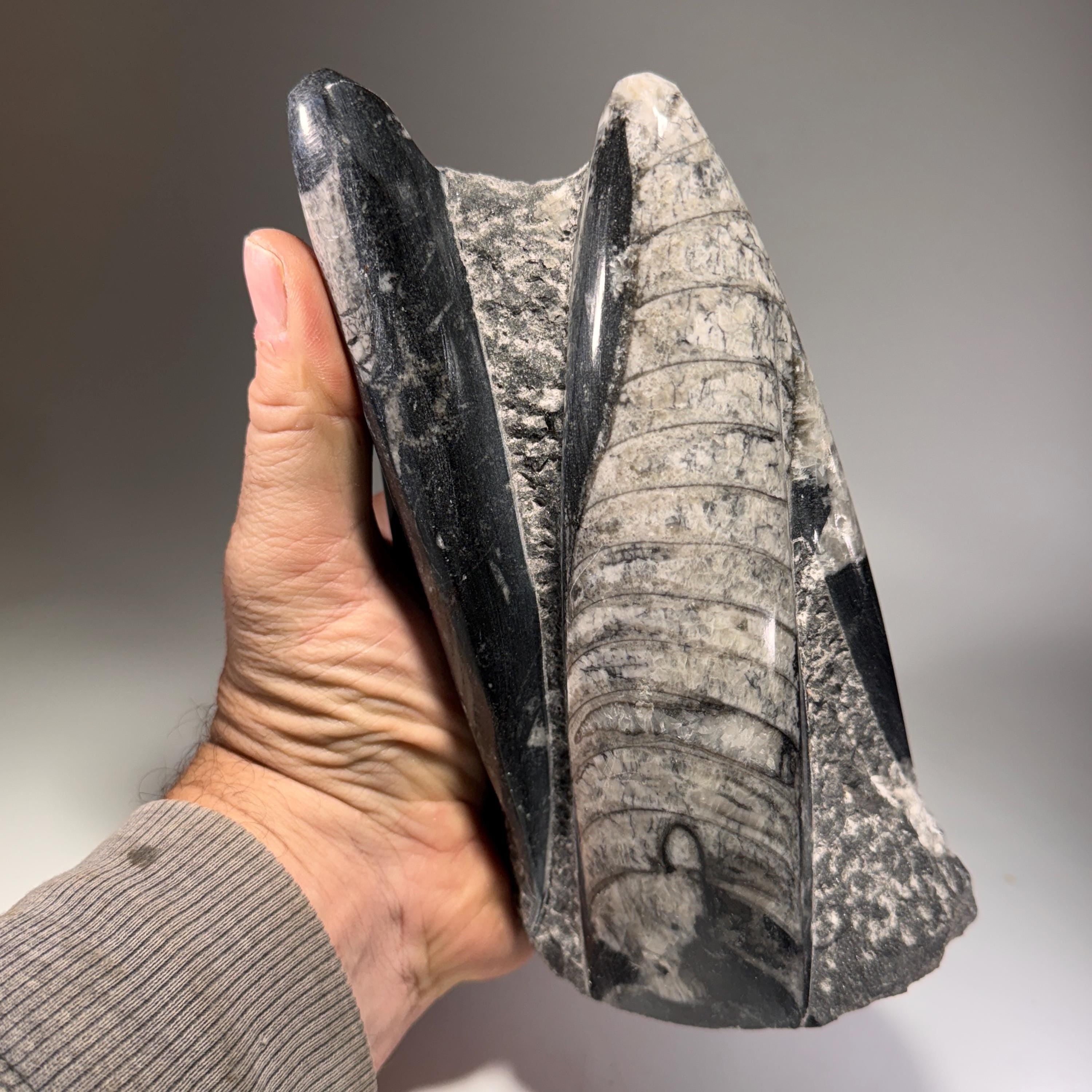 [shopname] - Orthoceras Fossil Tower, rock decor