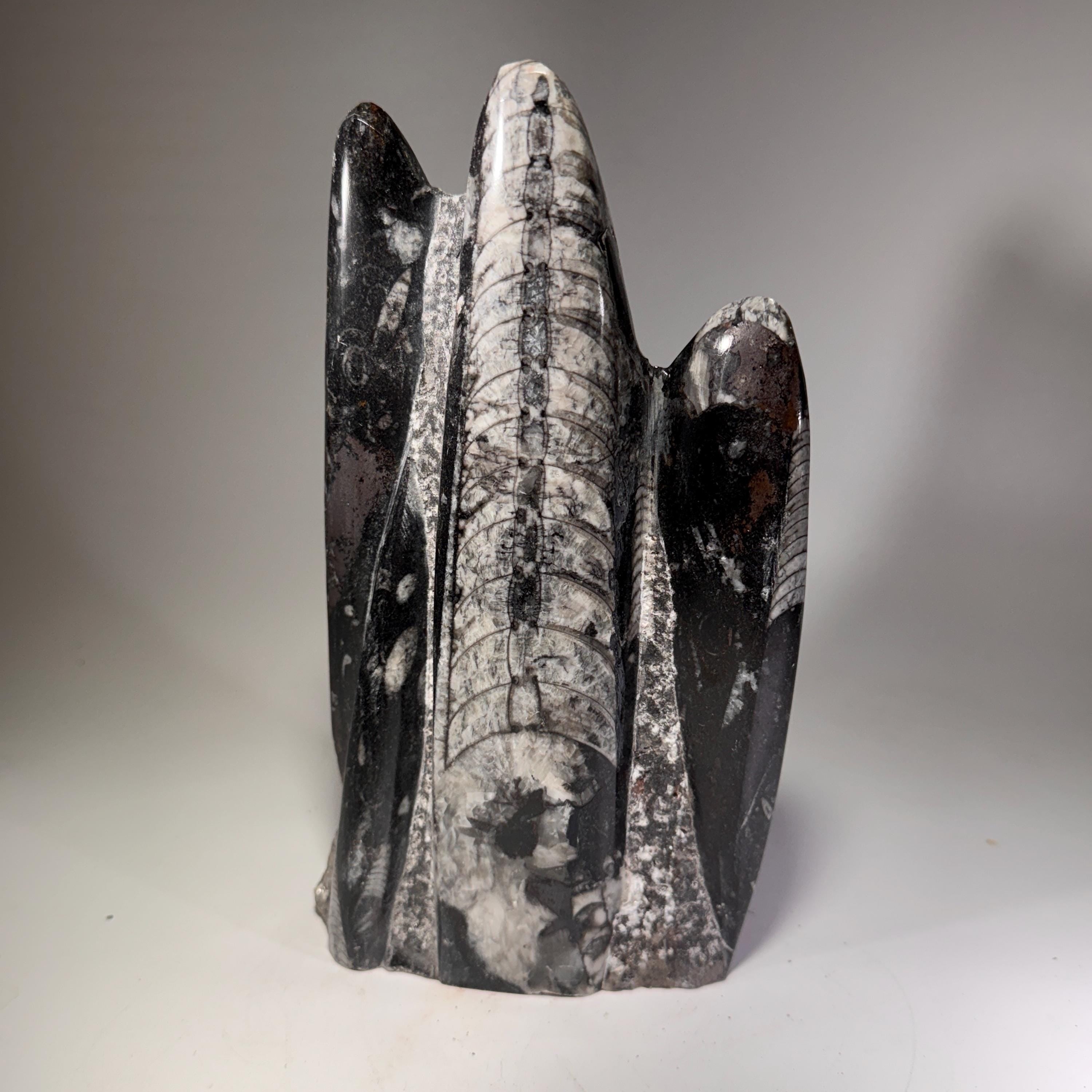 [shopname] - Orthoceras Fossil Tower, rock decor