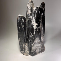 [shopname] - Orthoceras Fossil Tower, rock decor