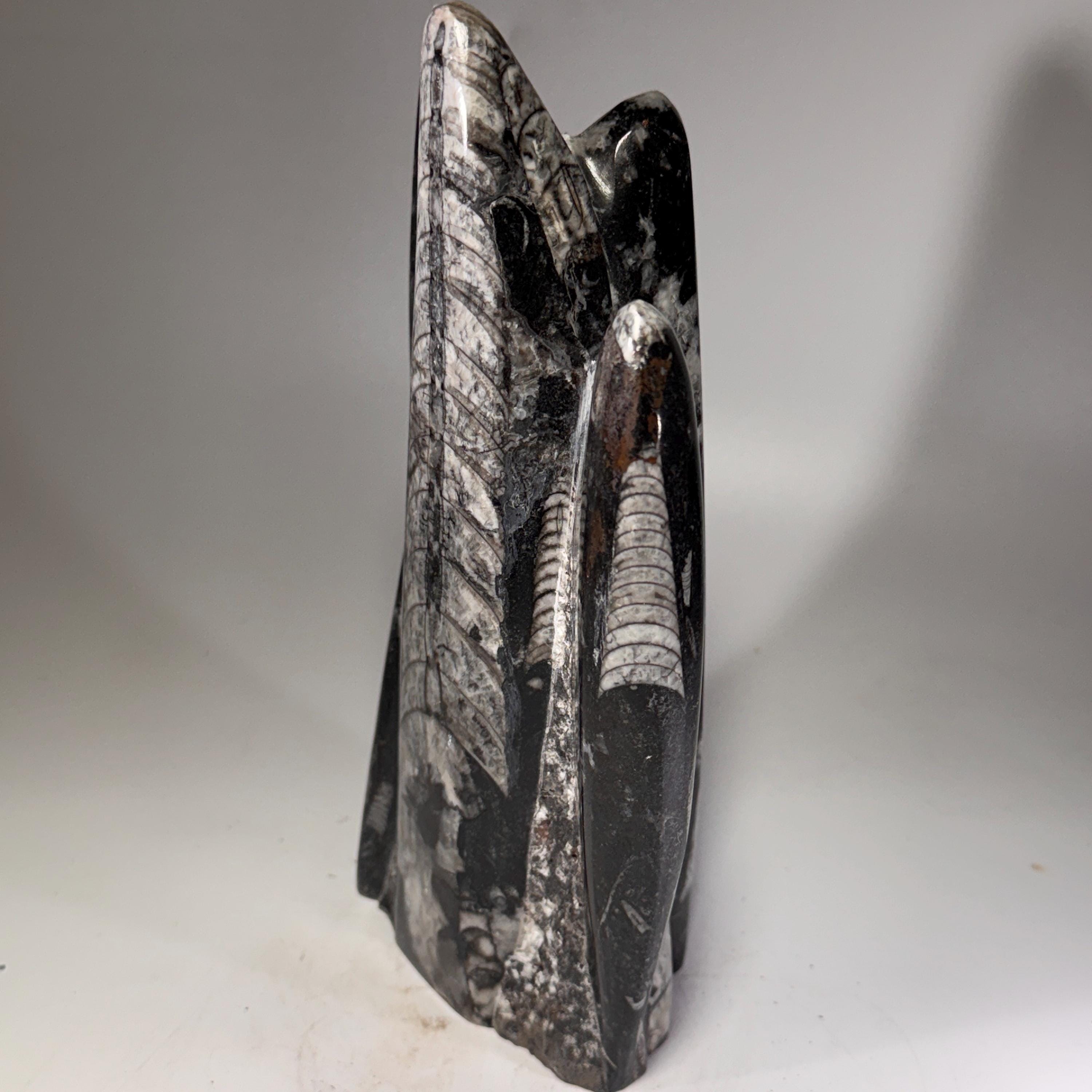 [shopname] - Orthoceras Fossil Tower, rock decor