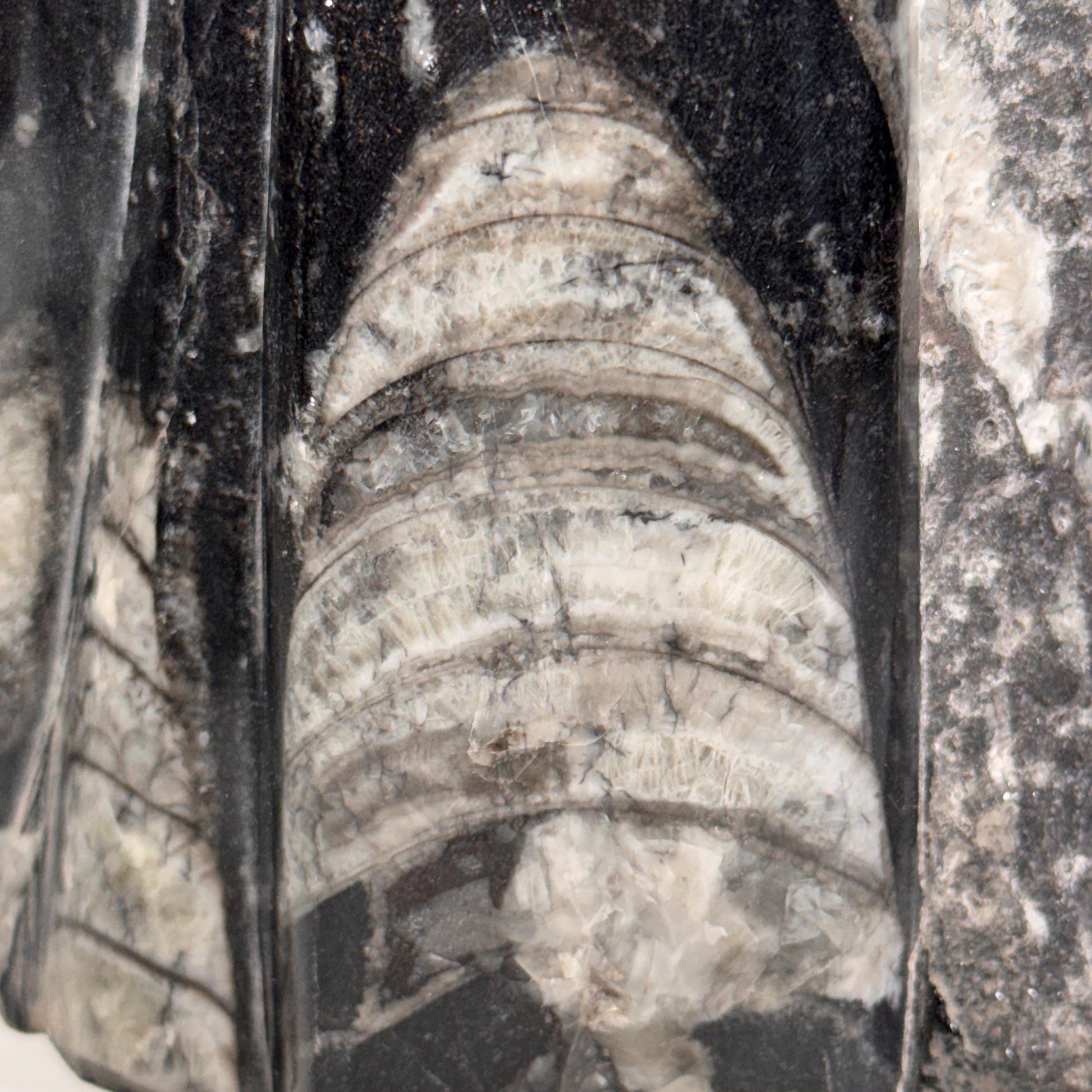 [shopname] - Orthoceras Fossil Tower, rock decor