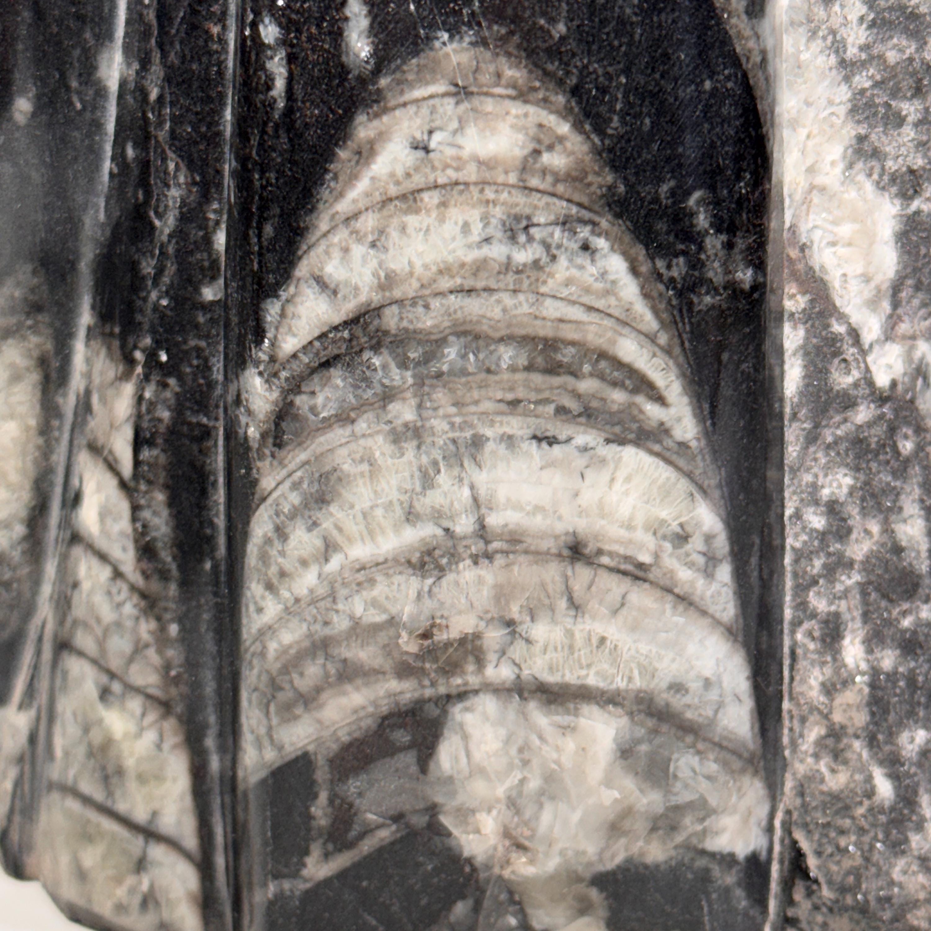 [shopname] - Orthoceras Fossil Tower, rock decor