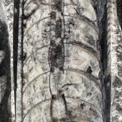 [shopname] - Orthoceras Fossil Tower, rock decor