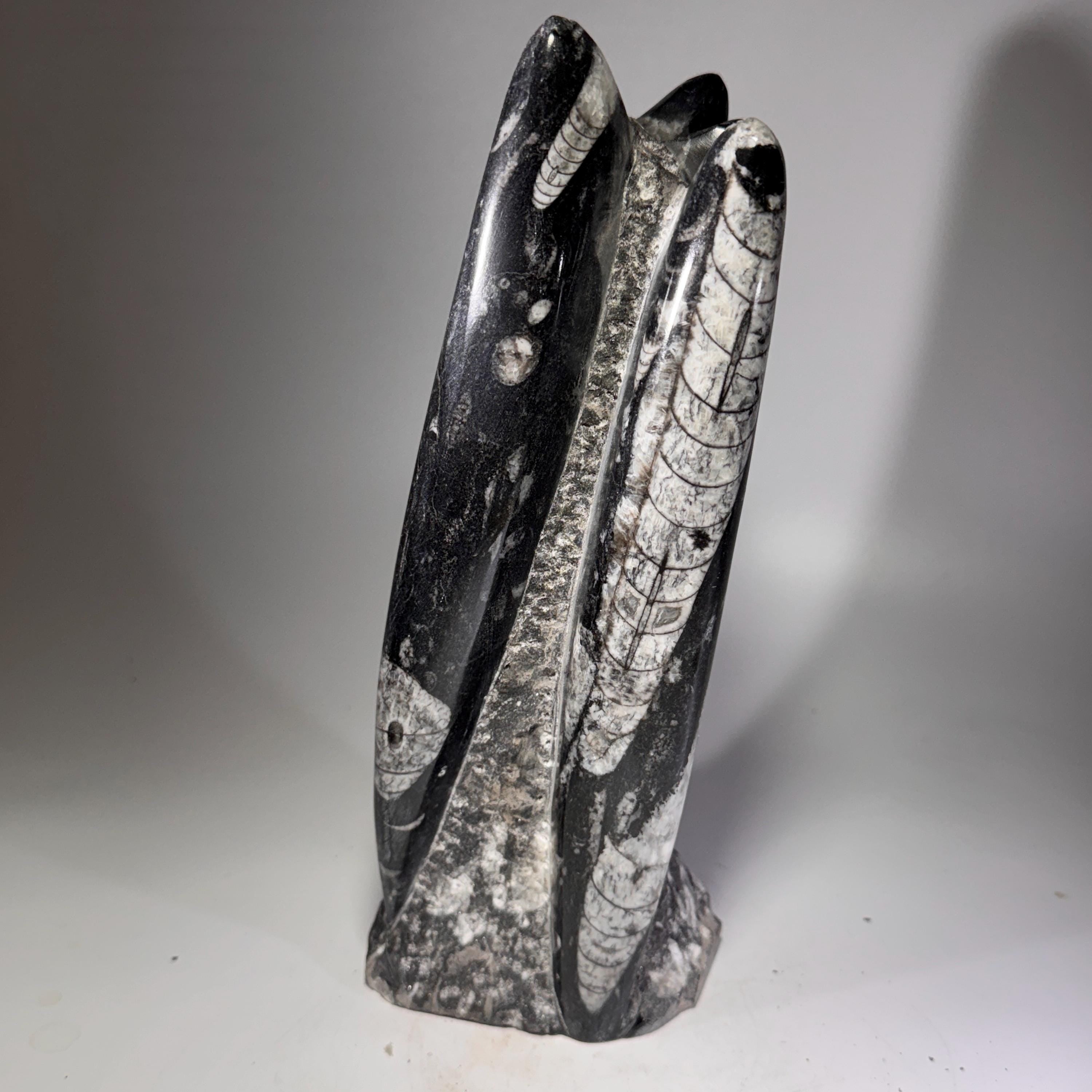 [shopname] - Orthoceras Fossil Tower, rock decor