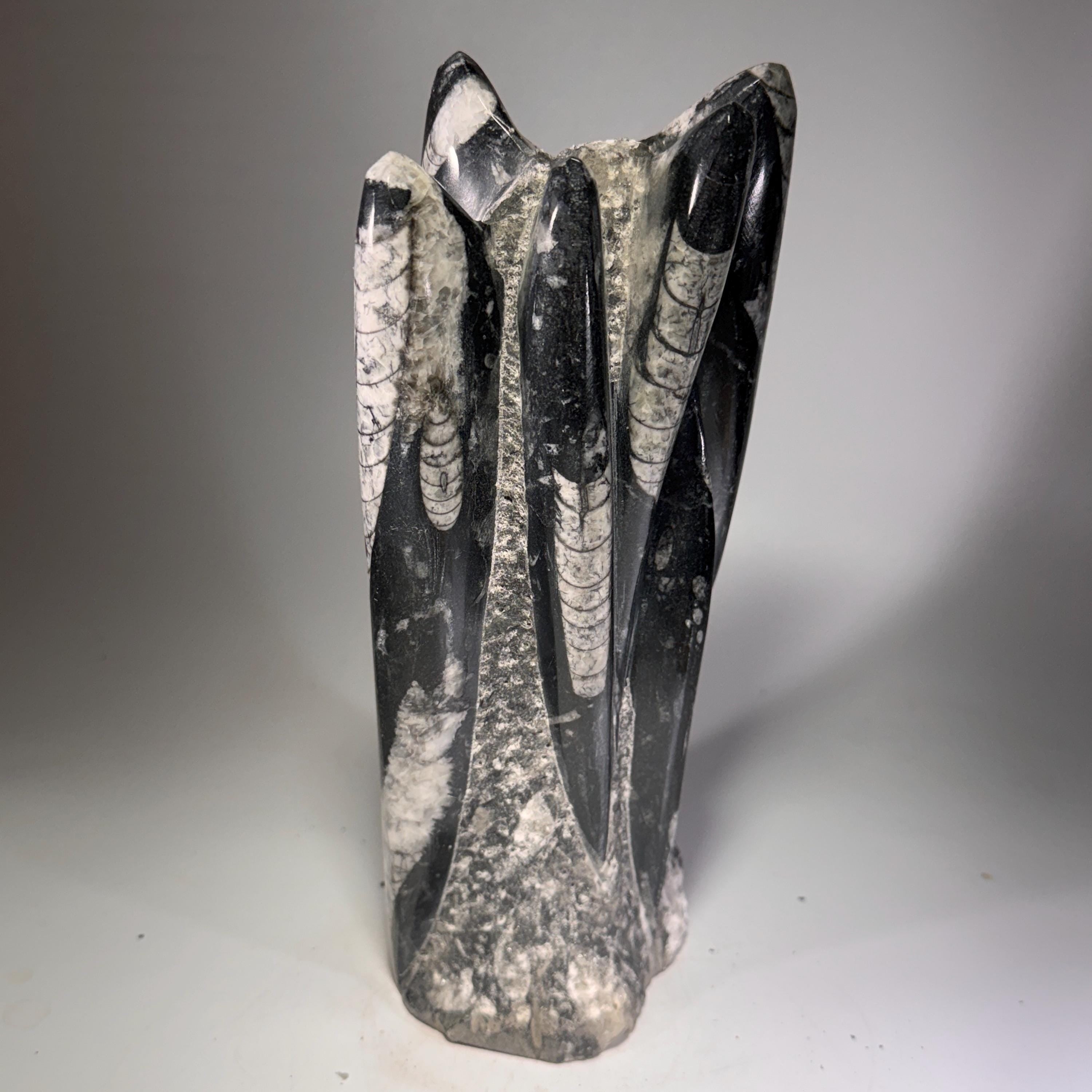 [shopname] - Orthoceras Fossil Tower, rock decor