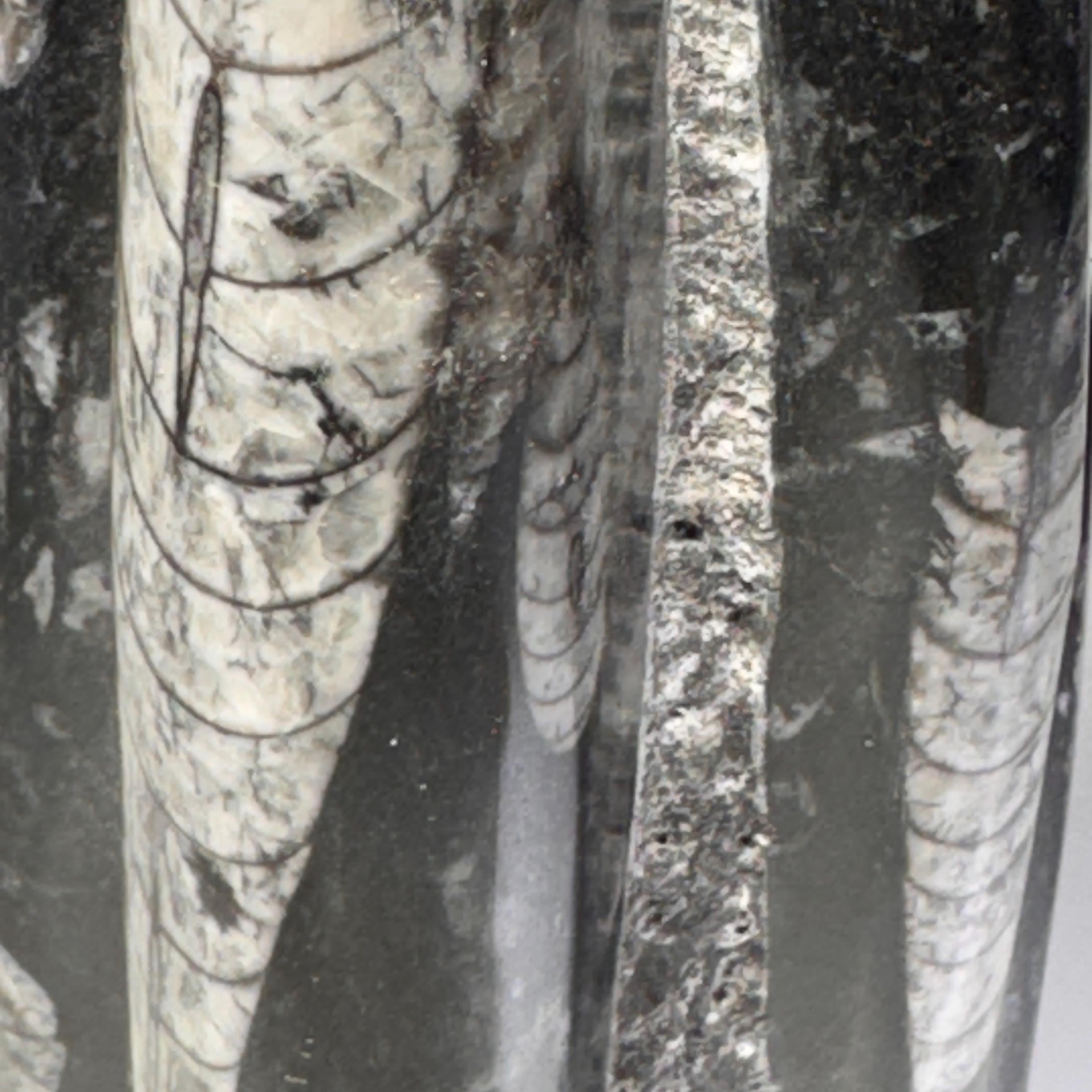 [shopname] - Orthoceras Fossil Tower, rock decor