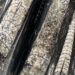 [shopname] - Orthoceras Fossil Tower, rock decor