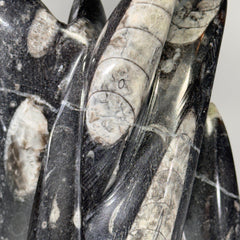 [shopname] - Orthoceras Fossil Tower, rock decor