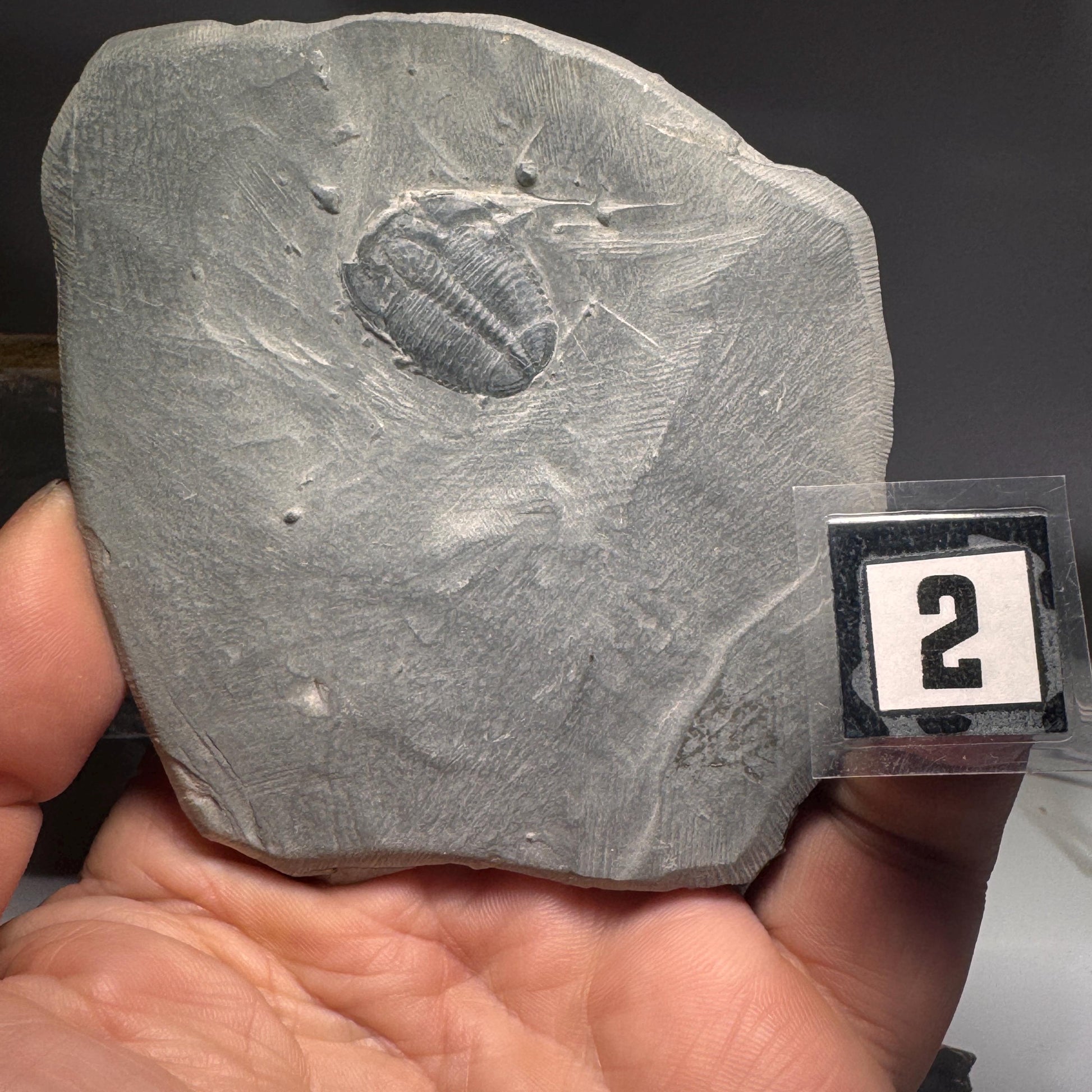 [shopname] - Elrathia Kingi Trilobite Fossil in Utah Shale - YOU PICK, rock decor