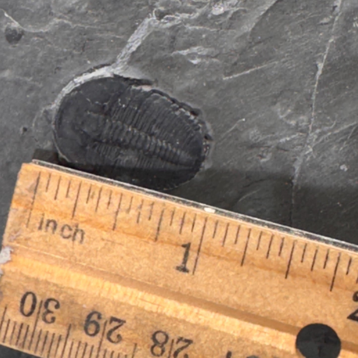 [shopname] - Elrathia Kingi Trilobite Fossil in Utah Shale - YOU PICK, rock decor