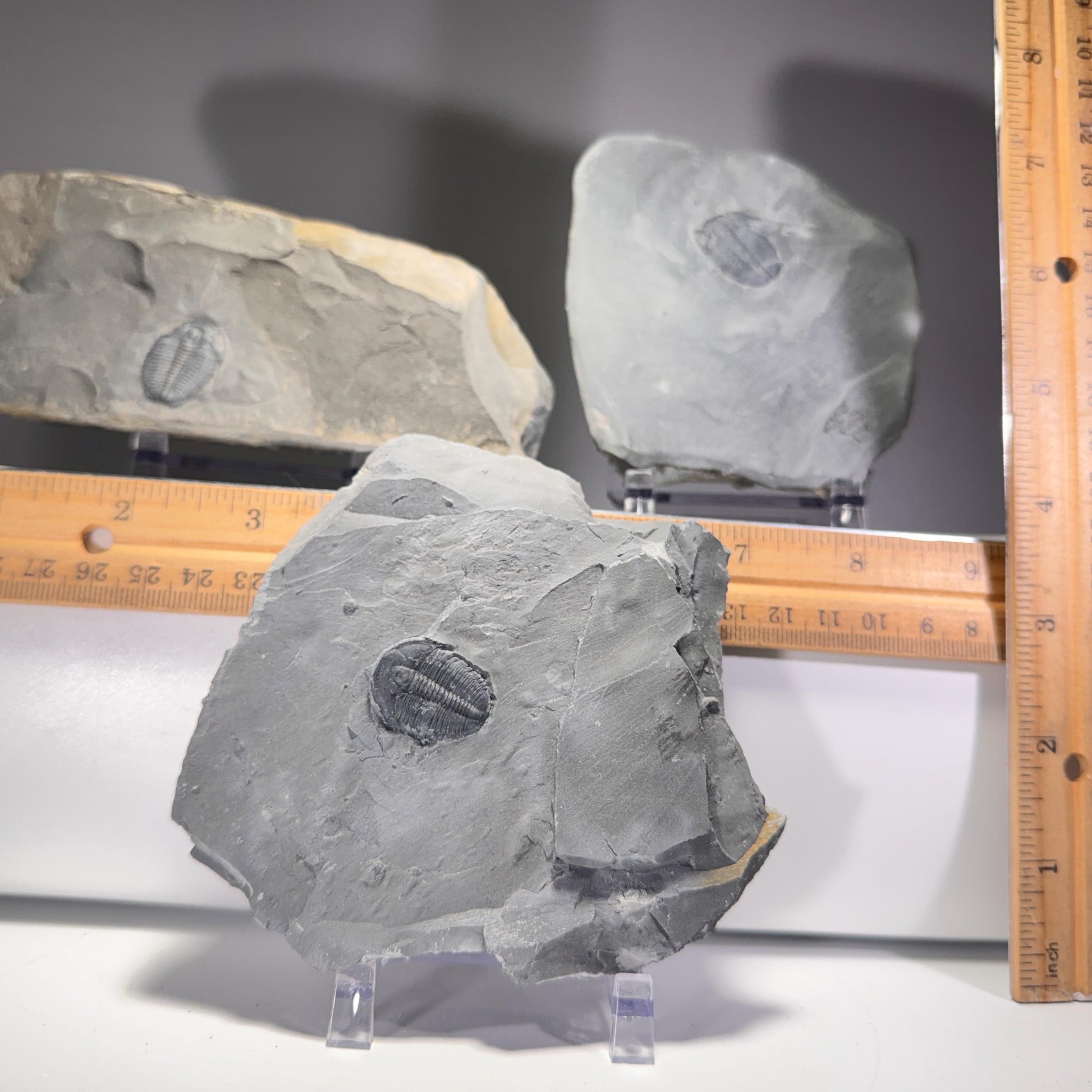 [shopname] - Elrathia Kingi Trilobite Fossil in Utah Shale - YOU PICK, rock decor