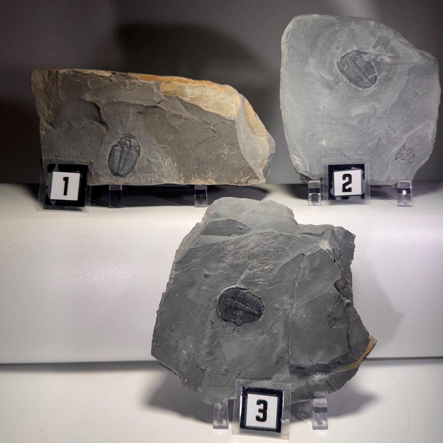 [shopname] - Elrathia Kingi Trilobite Fossil in Utah Shale - YOU PICK, rock decor