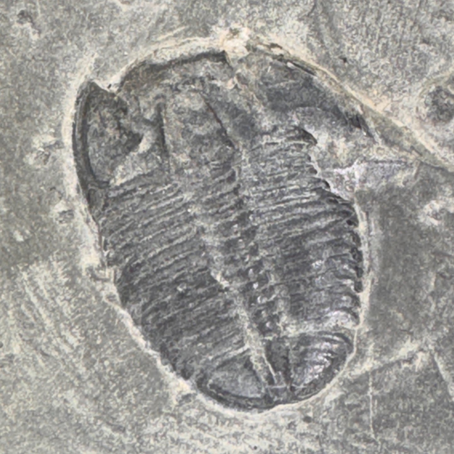 [shopname] - Elrathia Kingi Trilobite Fossil in Utah Shale - YOU PICK, rock decor