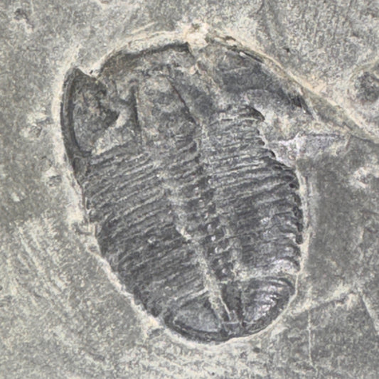 [shopname] - Elrathia Kingi Trilobite Fossil in Utah Shale - YOU PICK, rock decor