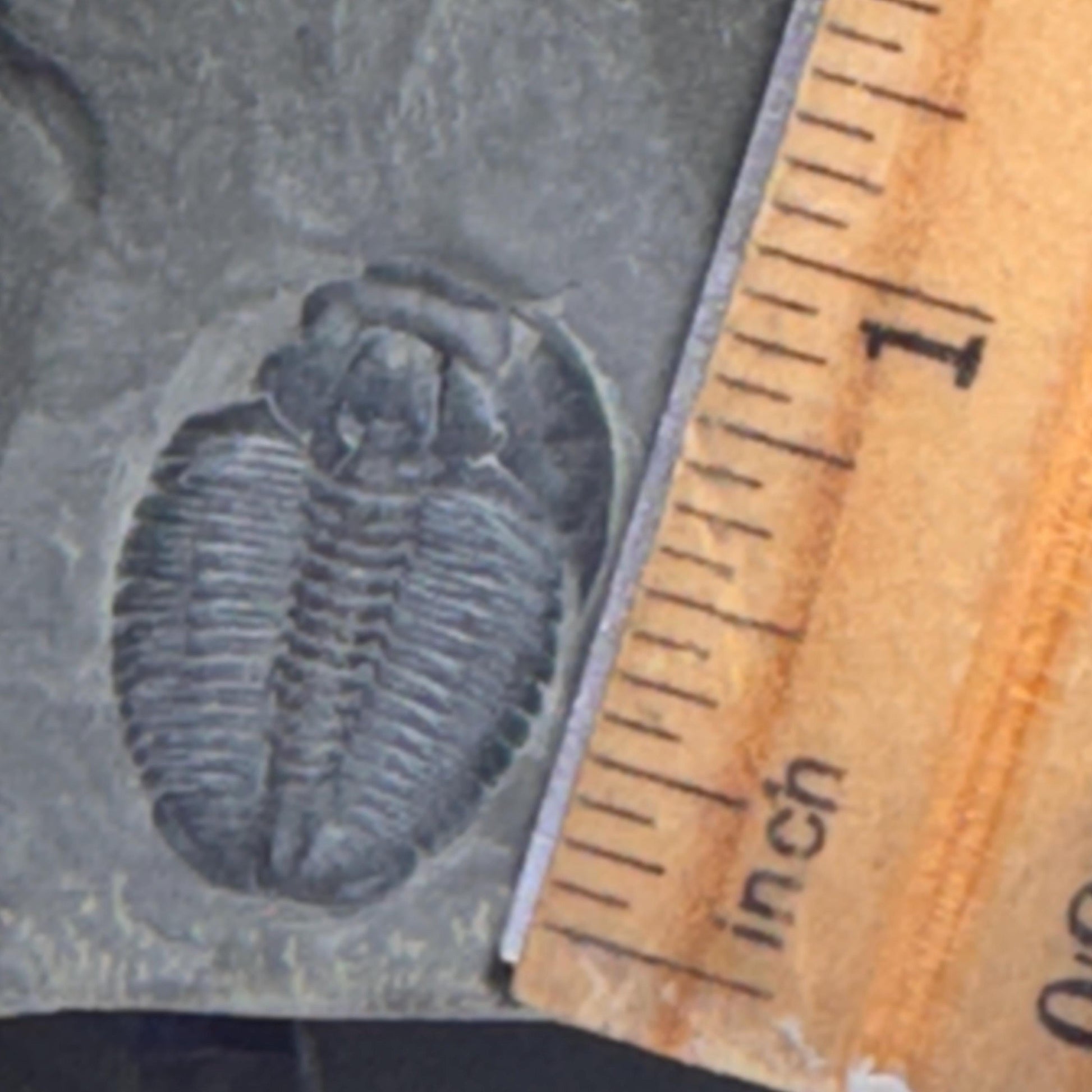 [shopname] - Elrathia Kingi Trilobite Fossil in Utah Shale - YOU PICK, rock decor