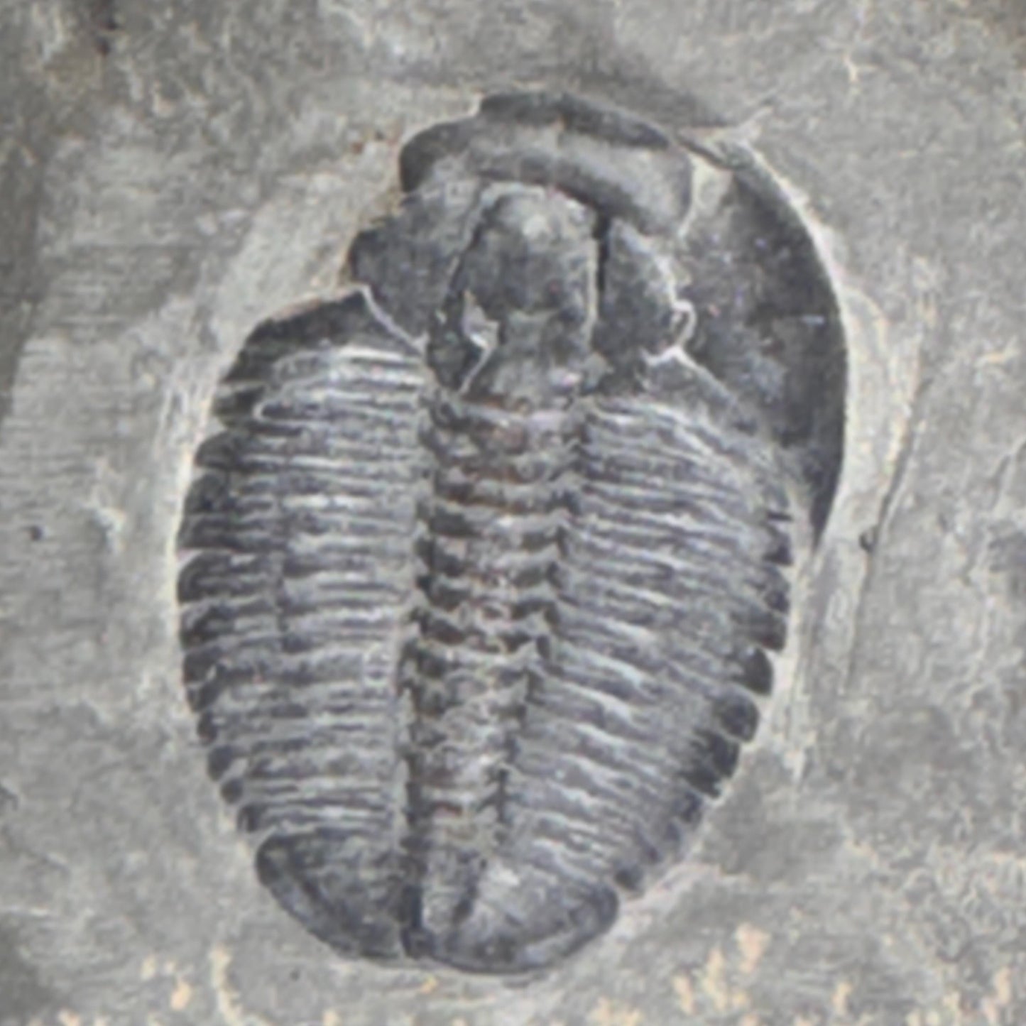 [shopname] - Elrathia Kingi Trilobite Fossil in Utah Shale - YOU PICK, rock decor