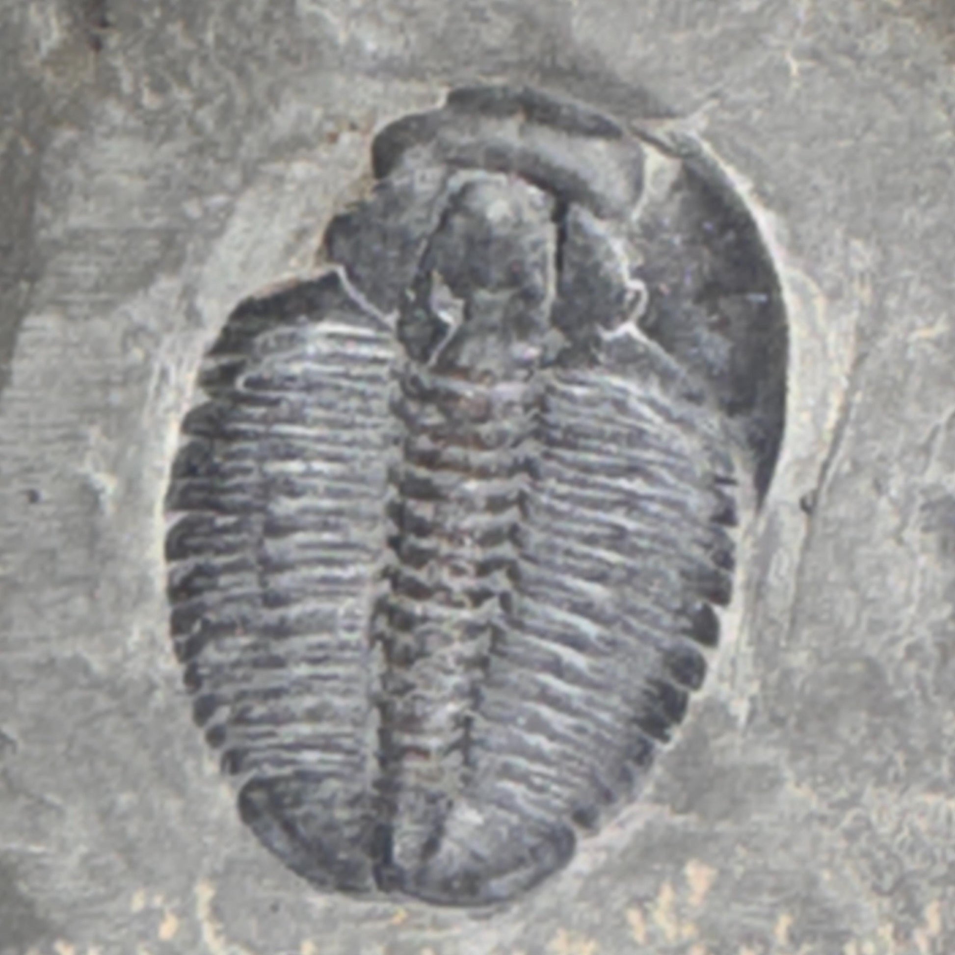 [shopname] - Elrathia Kingi Trilobite Fossil in Utah Shale - YOU PICK, rock decor