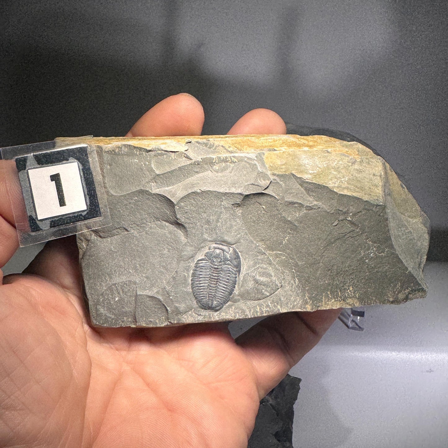 [shopname] - Elrathia Kingi Trilobite Fossil in Utah Shale - YOU PICK, rock decor