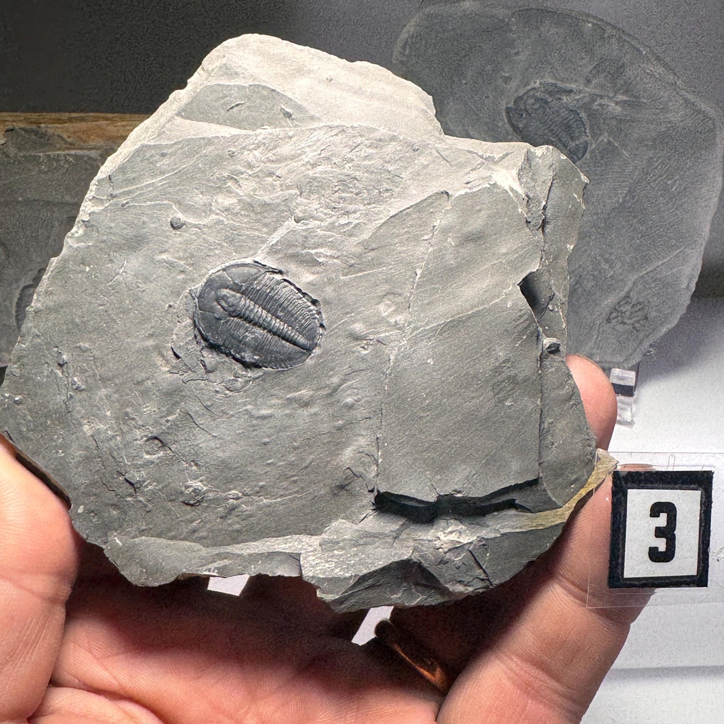 [shopname] - Elrathia Kingi Trilobite Fossil in Utah Shale - YOU PICK, rock decor