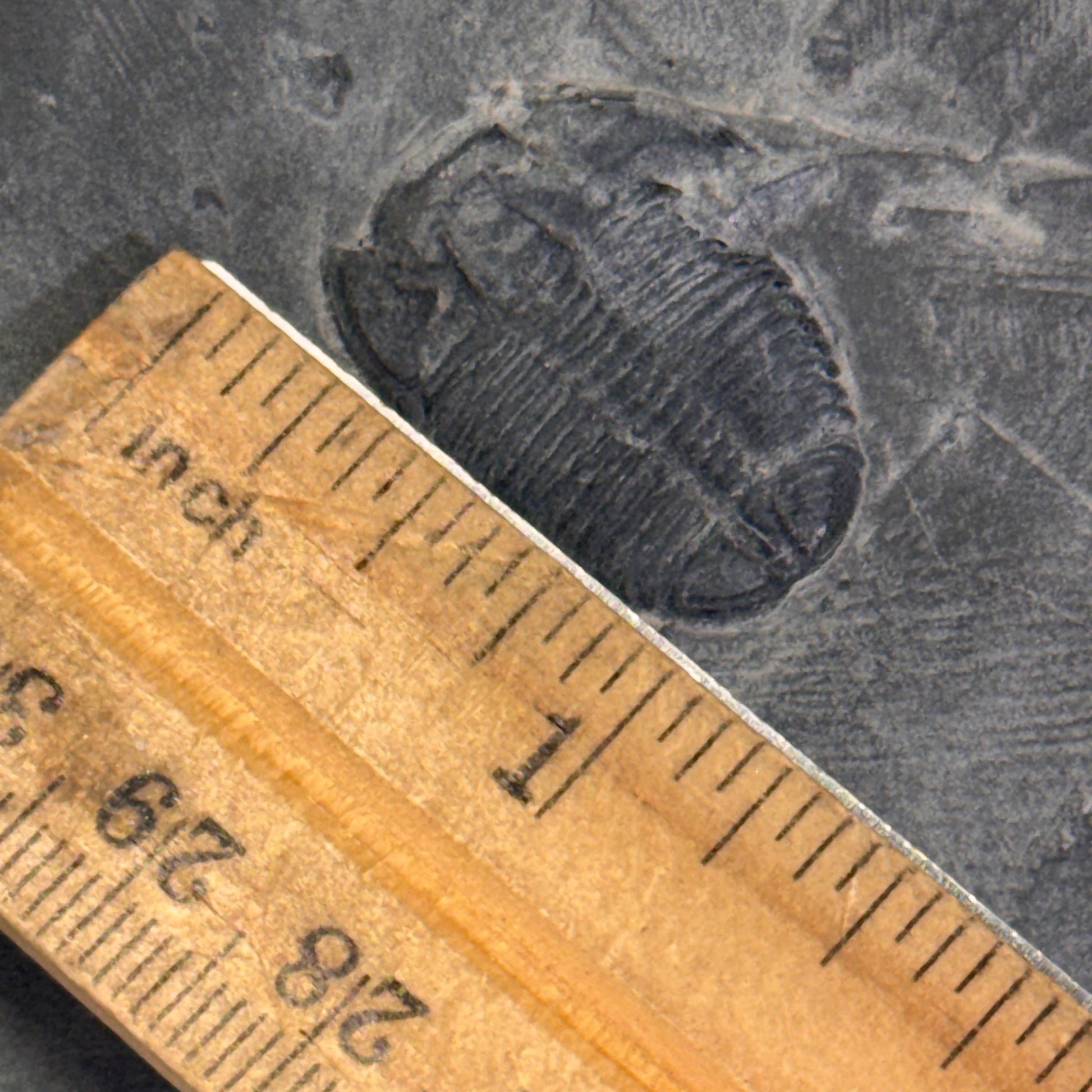 [shopname] - Elrathia Kingi Trilobite Fossil in Utah Shale - YOU PICK, rock decor