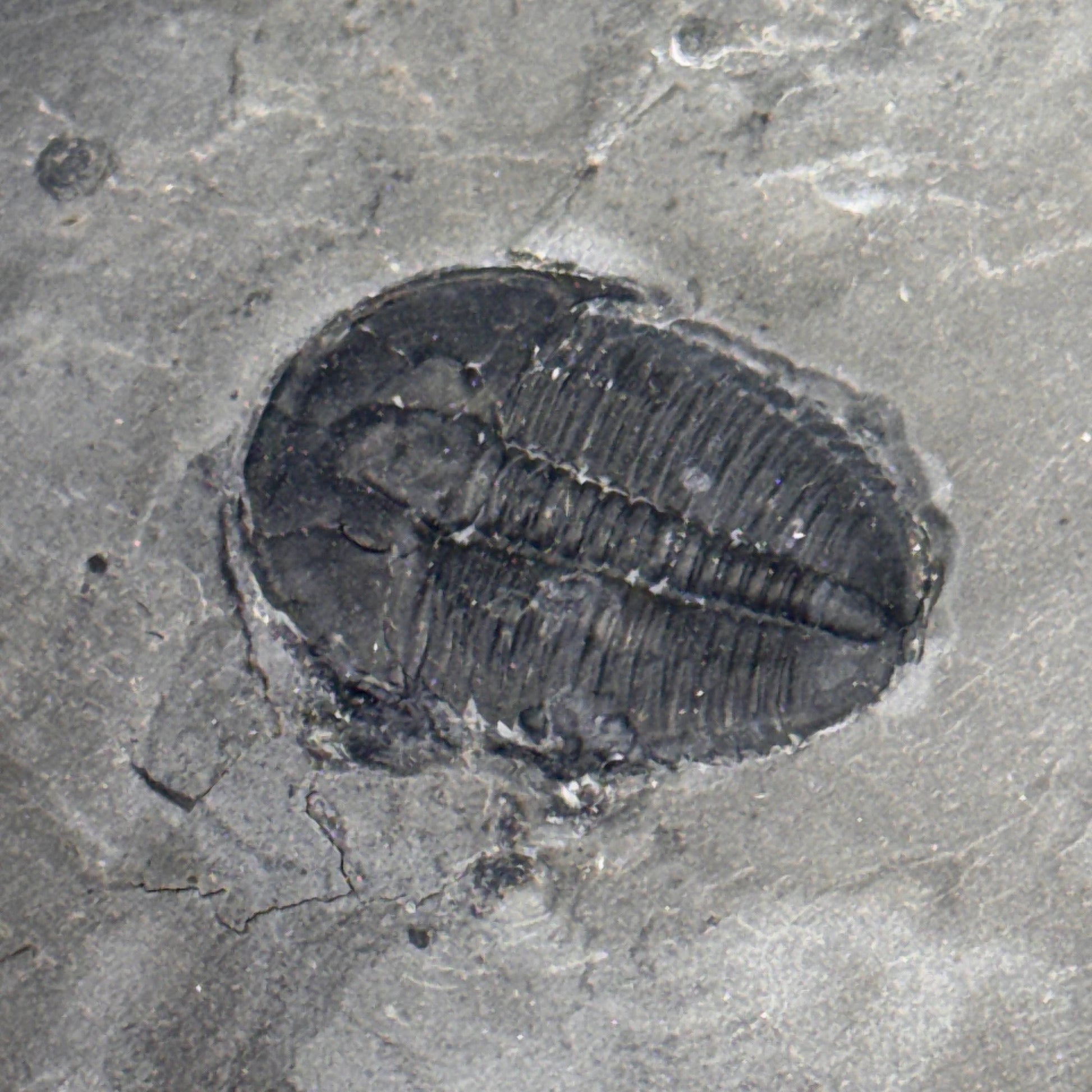 [shopname] - Elrathia Kingi Trilobite Fossil in Utah Shale - YOU PICK, rock decor